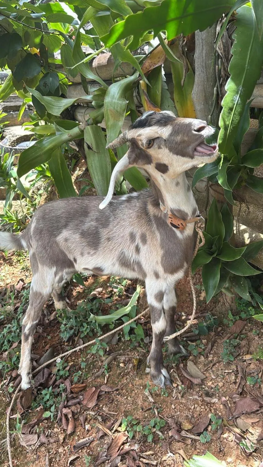 HOTEL CAMPESTRE ABRAZO DEL ANGEL