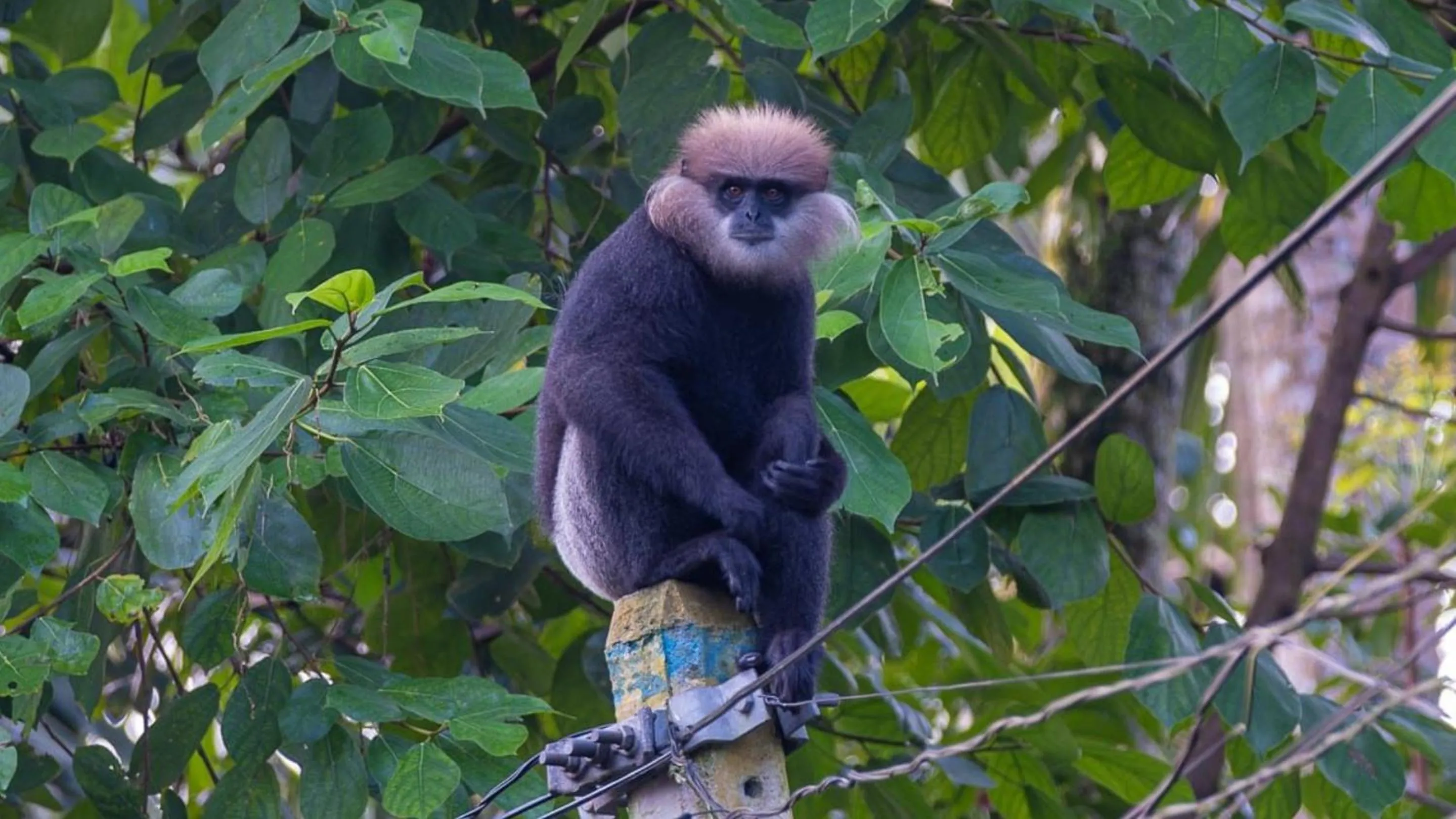 Day in Urban Galle Villa