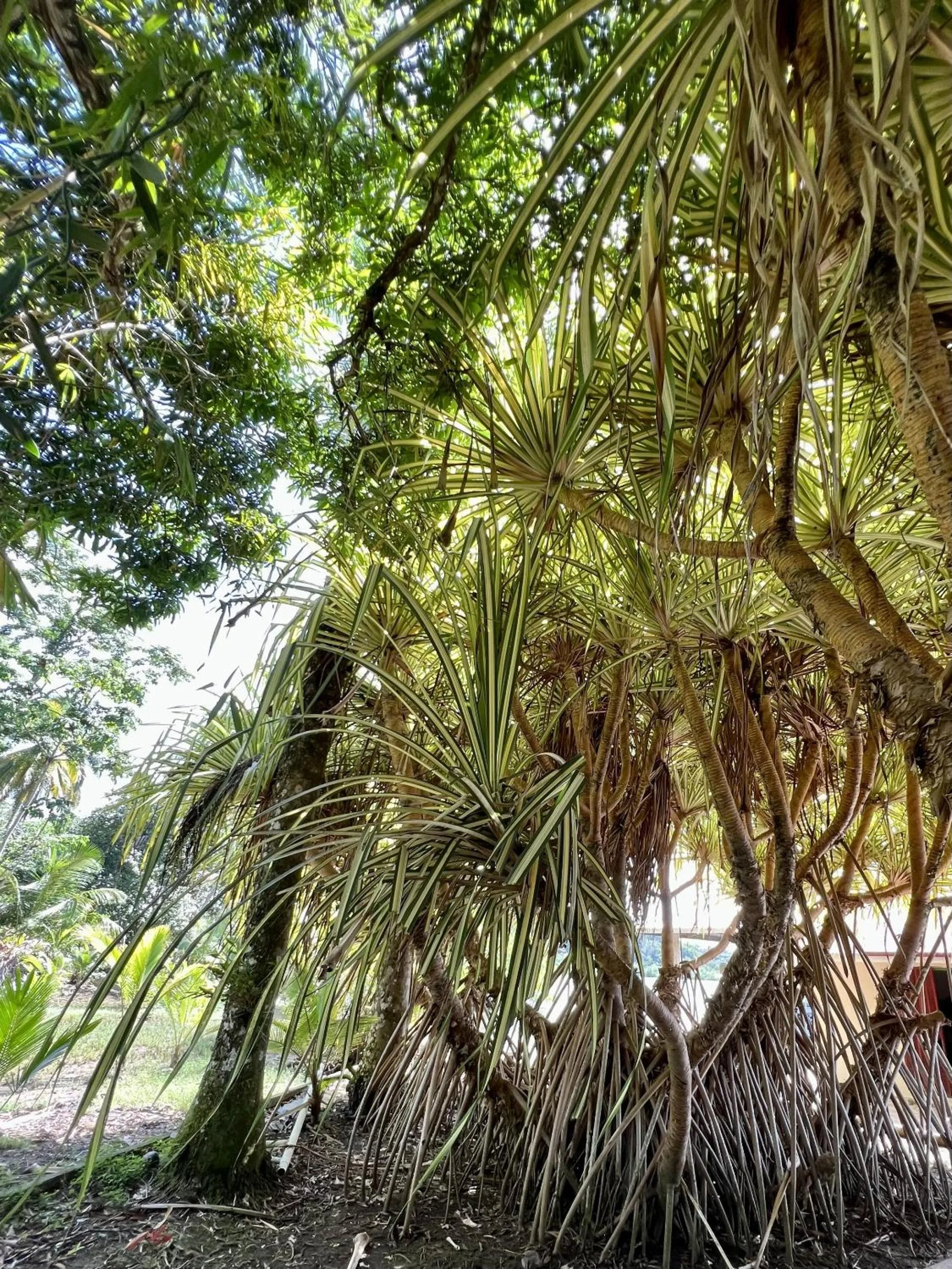 Garden in Akwaba Lodge