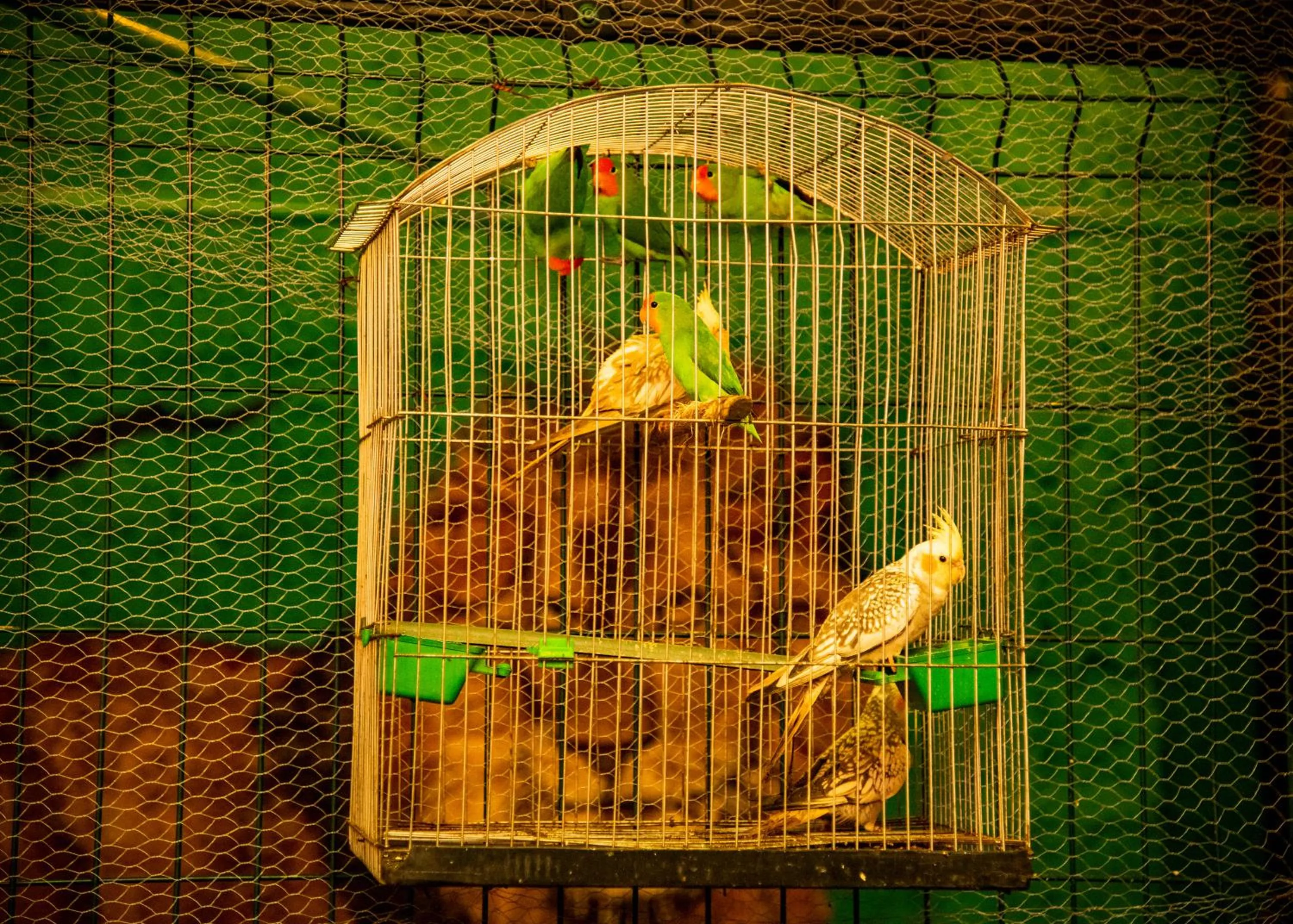 Animals in Portland Resort Hotel