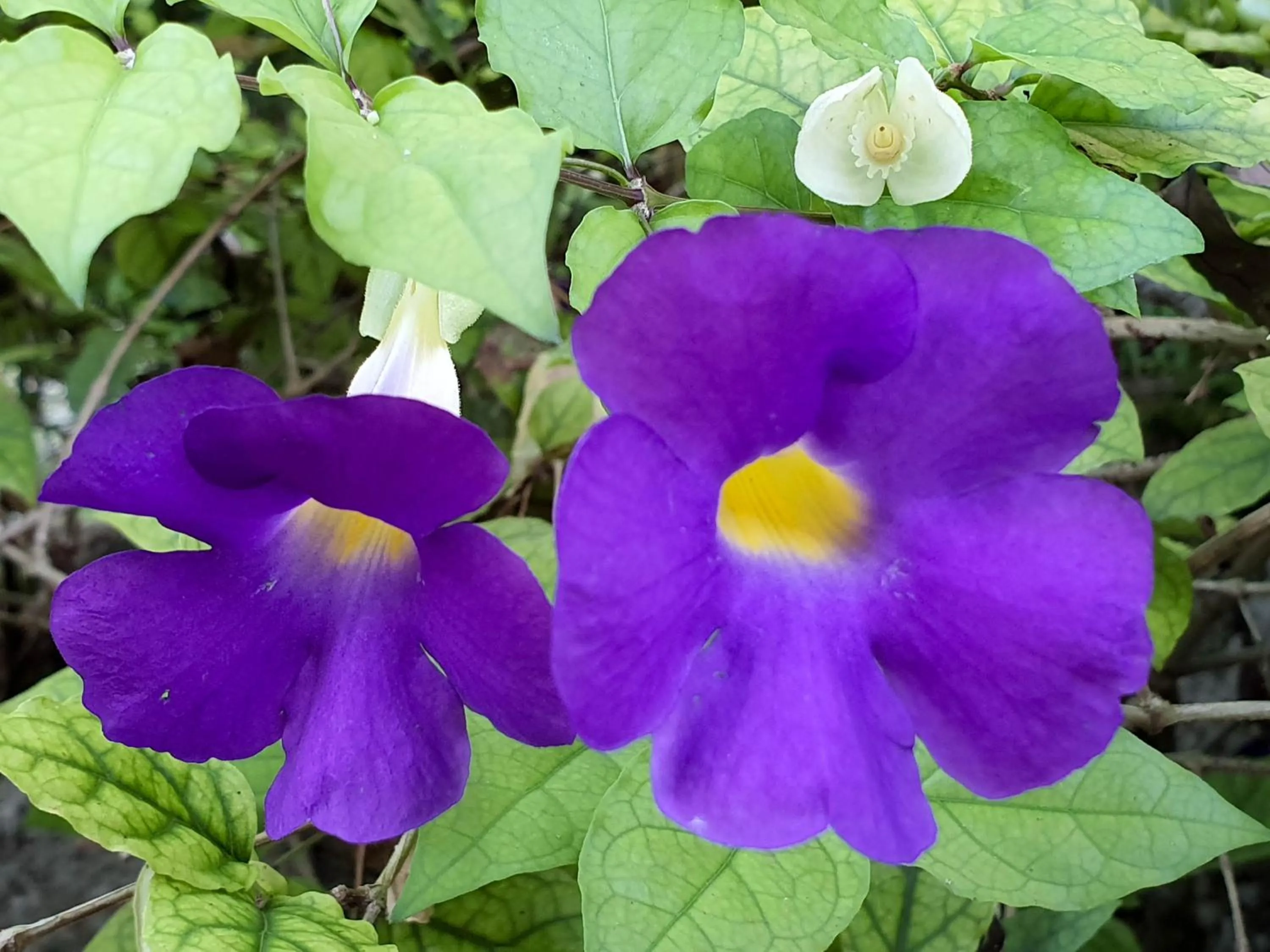 Natural landscape in Cocoloco Beach Resort