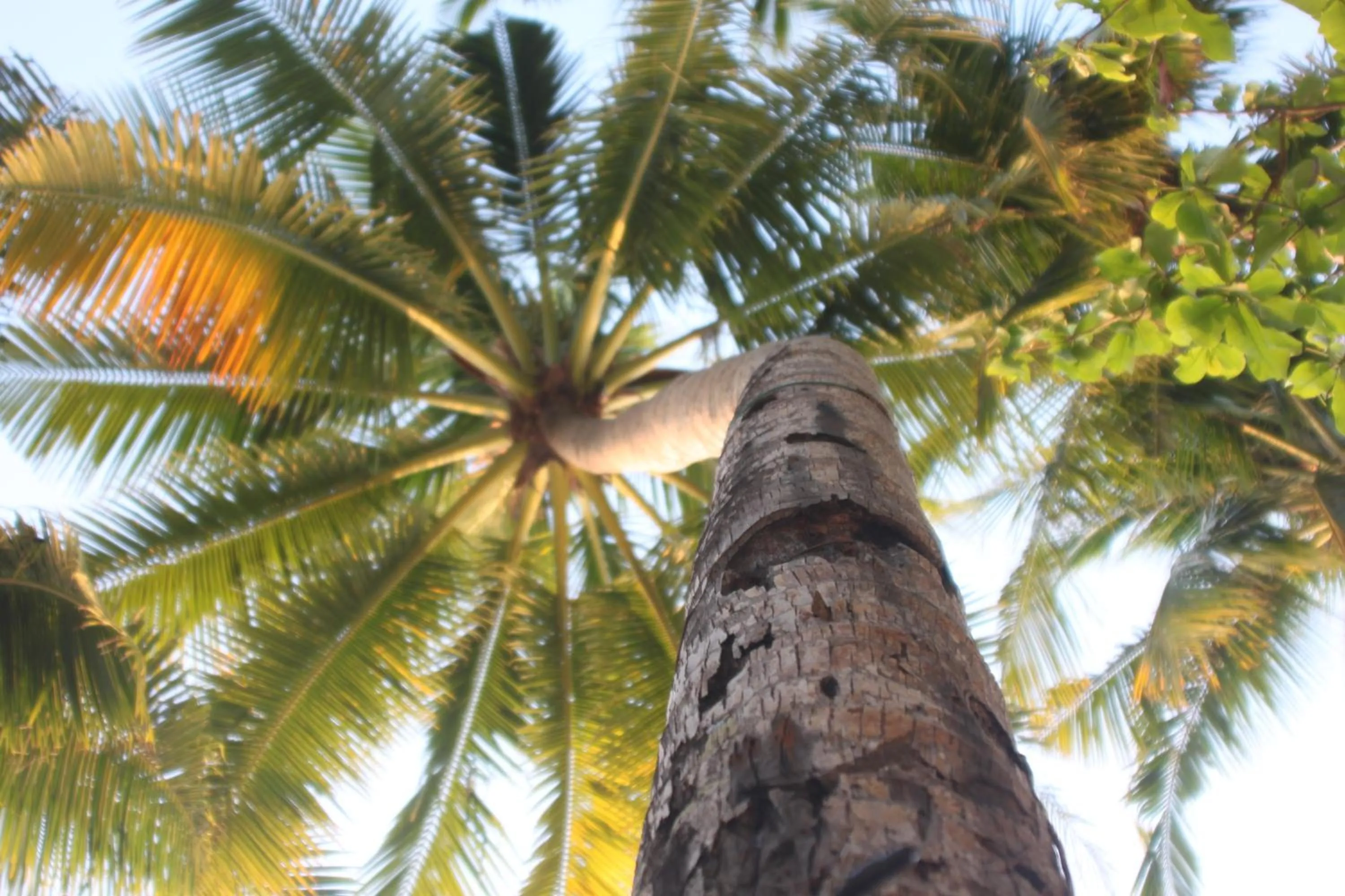 Garden view in Cocoloco Beach Resort