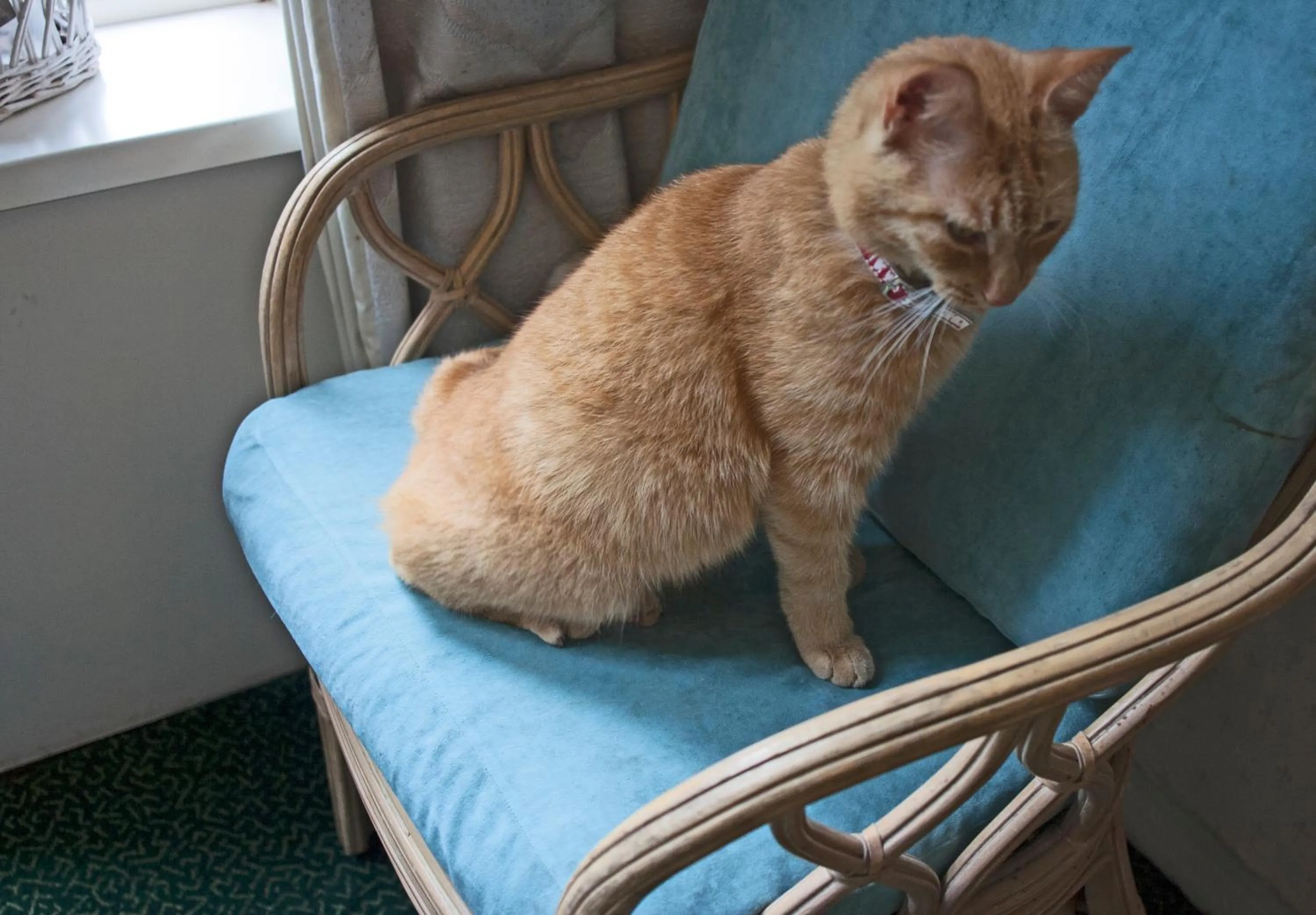 Animals in Hotel Verdi