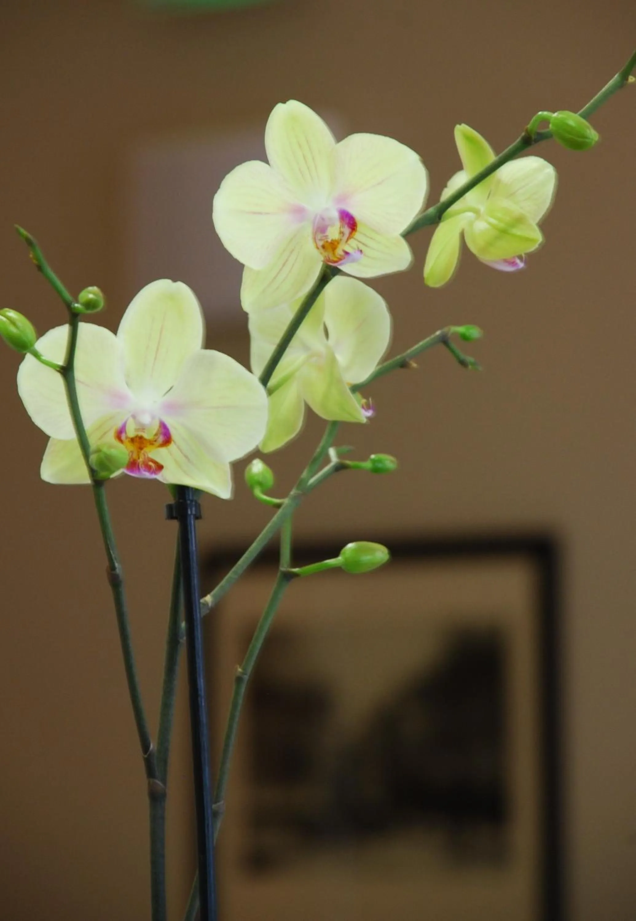 Lobby or reception in Ruthenium Hotel
