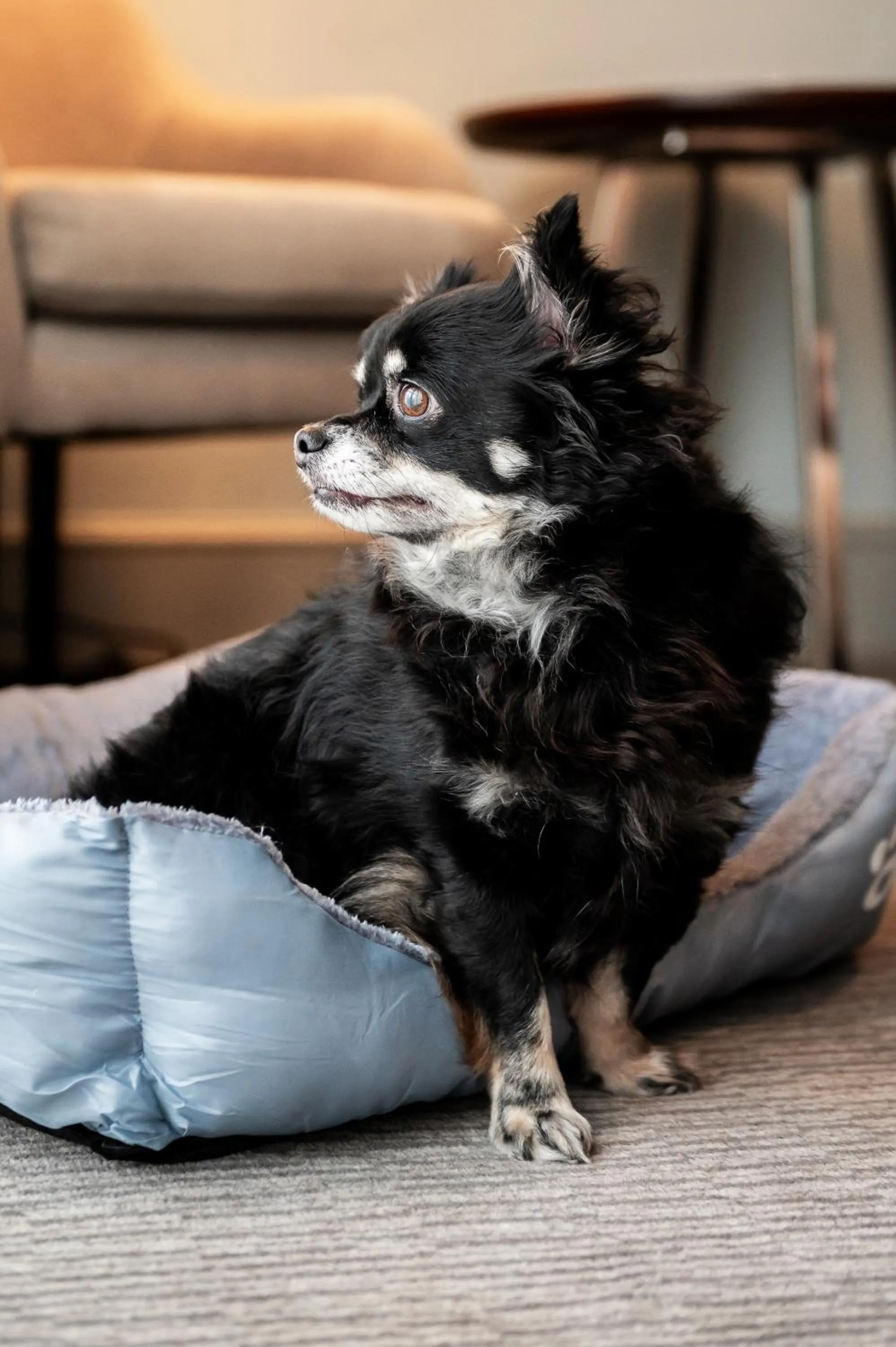 Pets in Bush Hotel Farnham