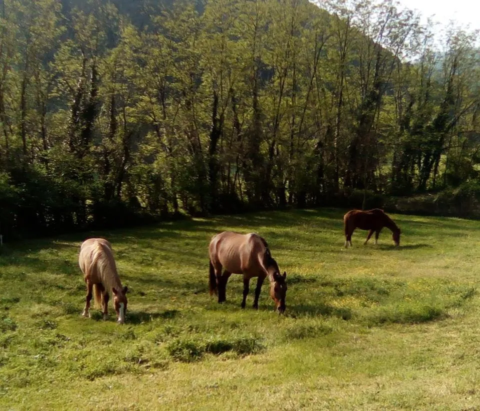 Entertainment in Locanda Di Alberi