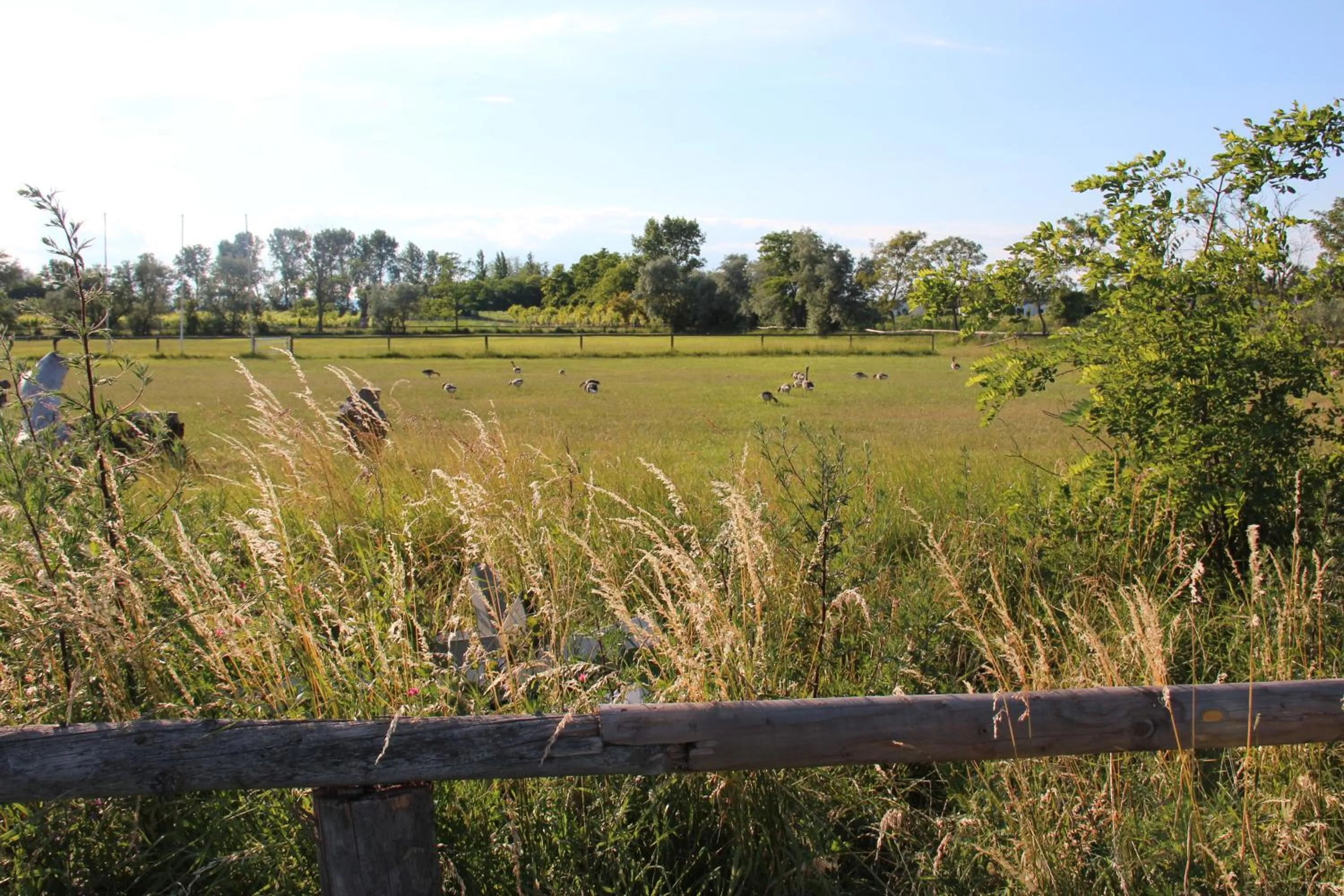 Natural landscape in Haus Renée