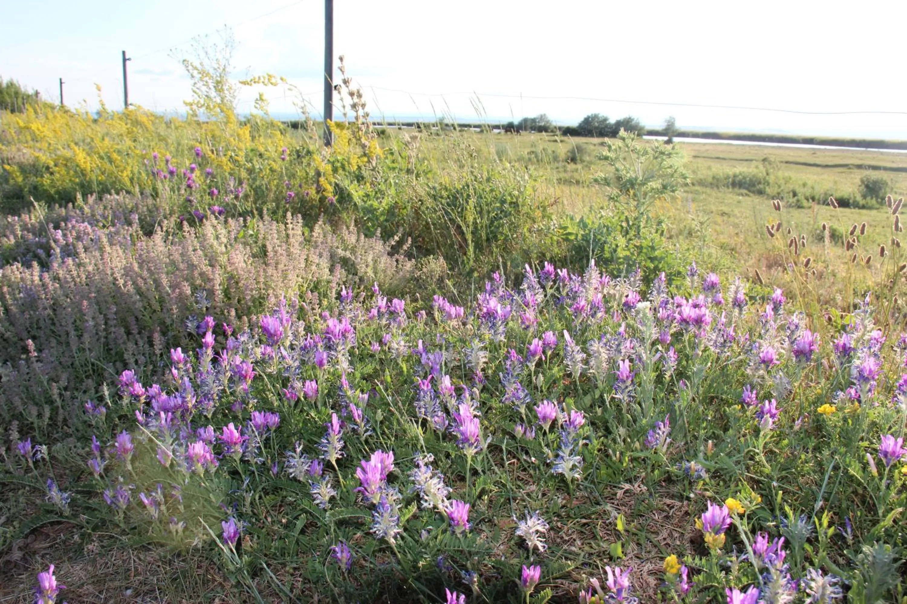 Natural landscape in Haus Renée