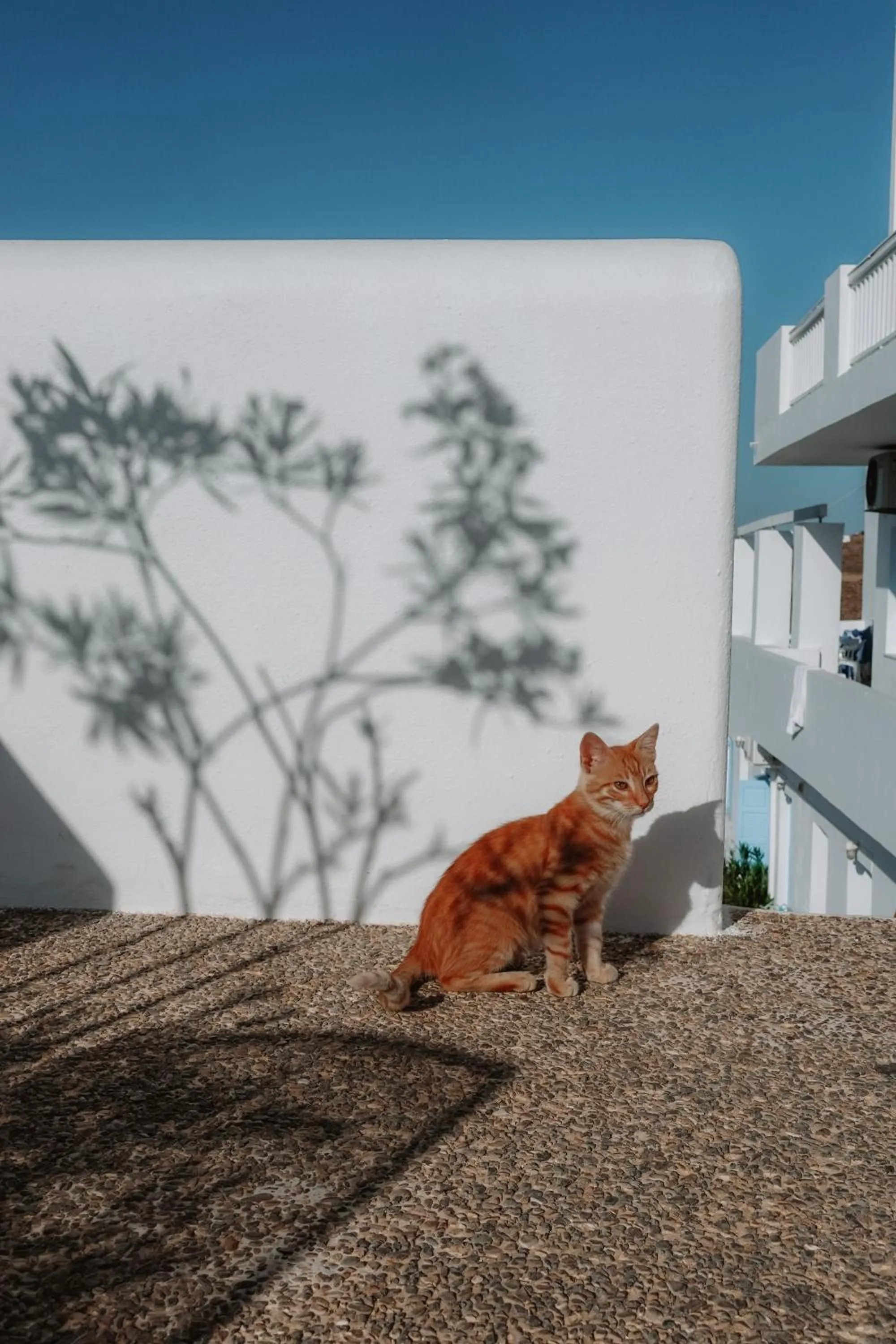 Pets in Hotel Petradi