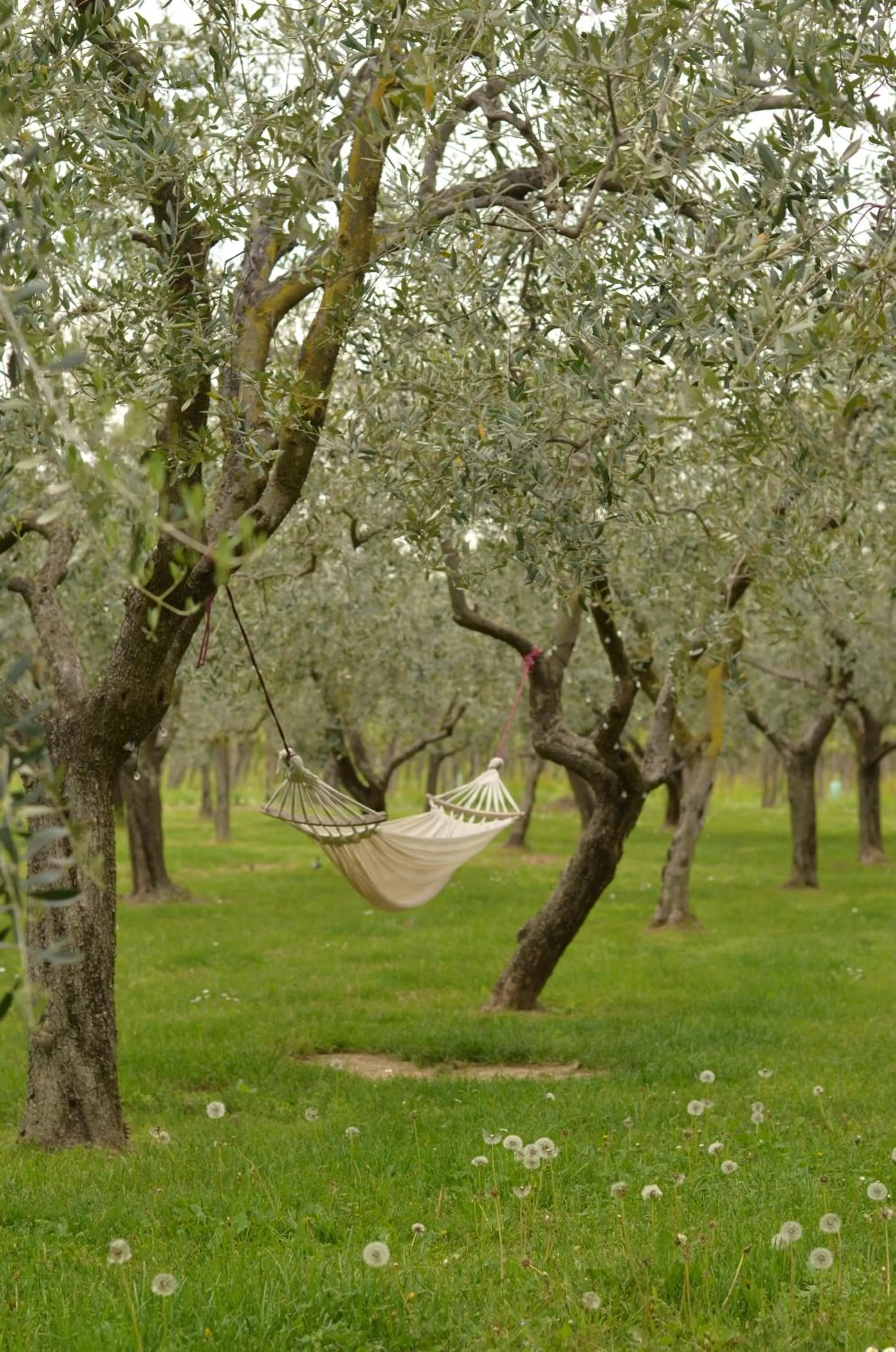 Garden in La Cipressina B&B