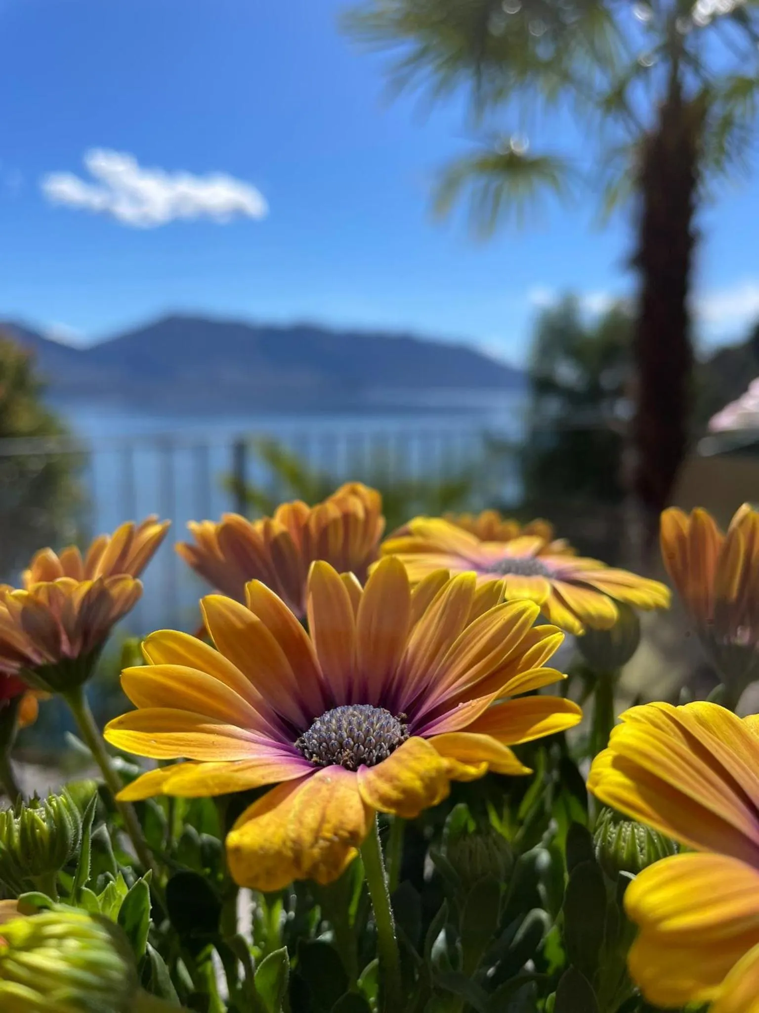 View (from property/room) in Villa Angelina