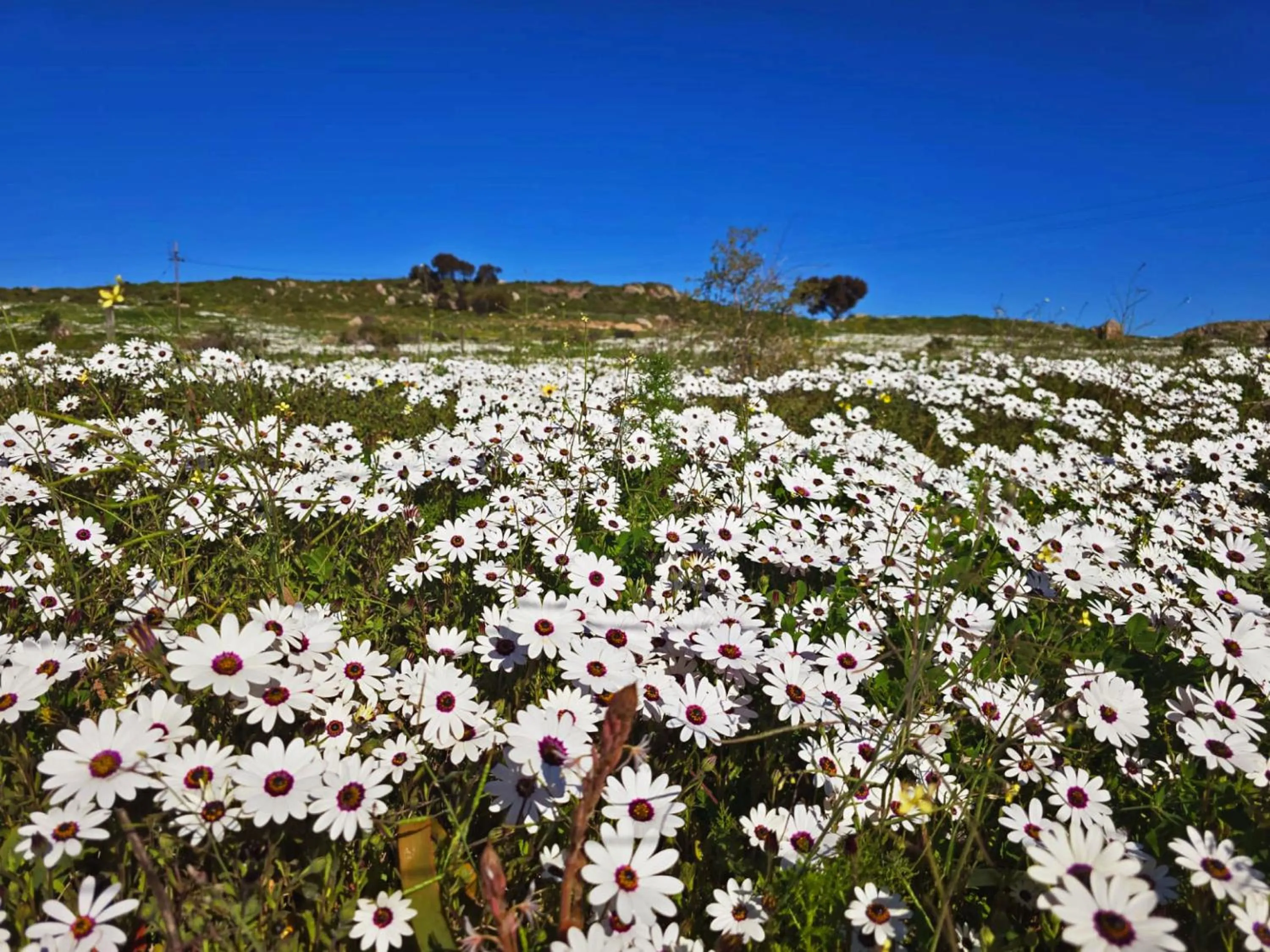 Spring in Crystal Lagoon Lodge