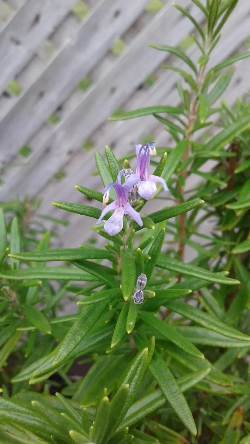 Garden in B&B Art of Germany