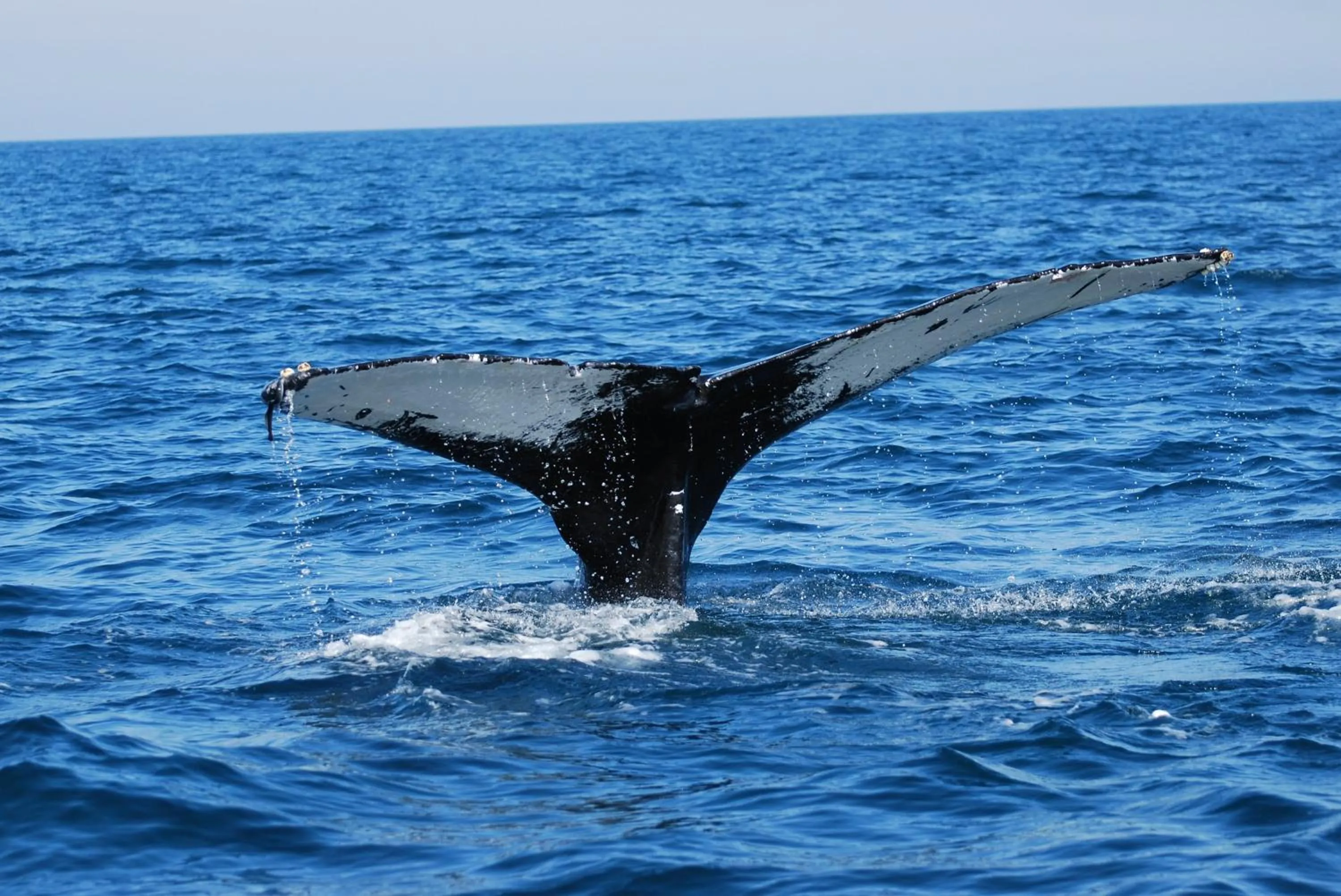 Animals in B&B Art of Germany