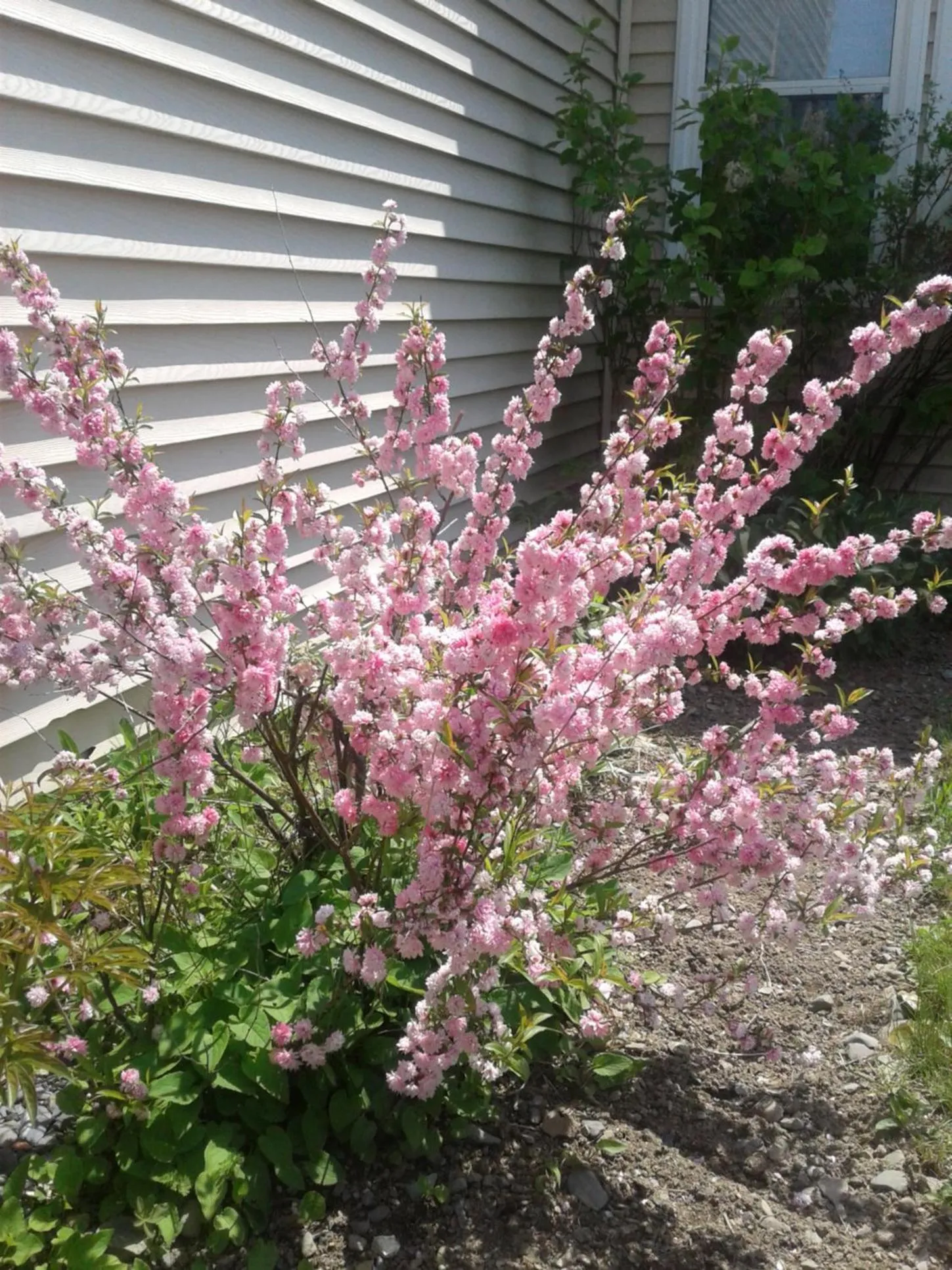 Garden view in B&B Art of Germany