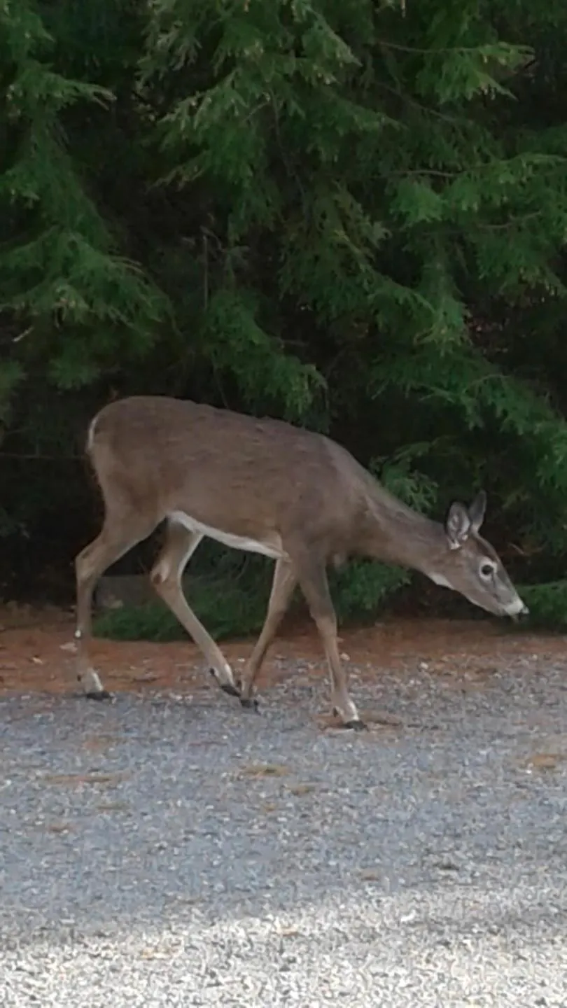 Animals in B&B Art of Germany