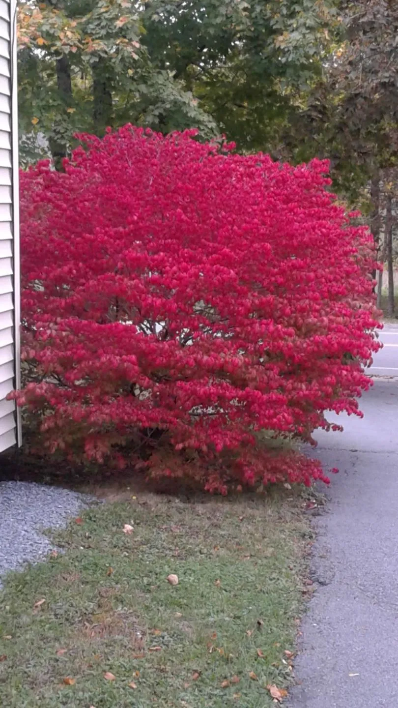 Garden in B&B Art of Germany