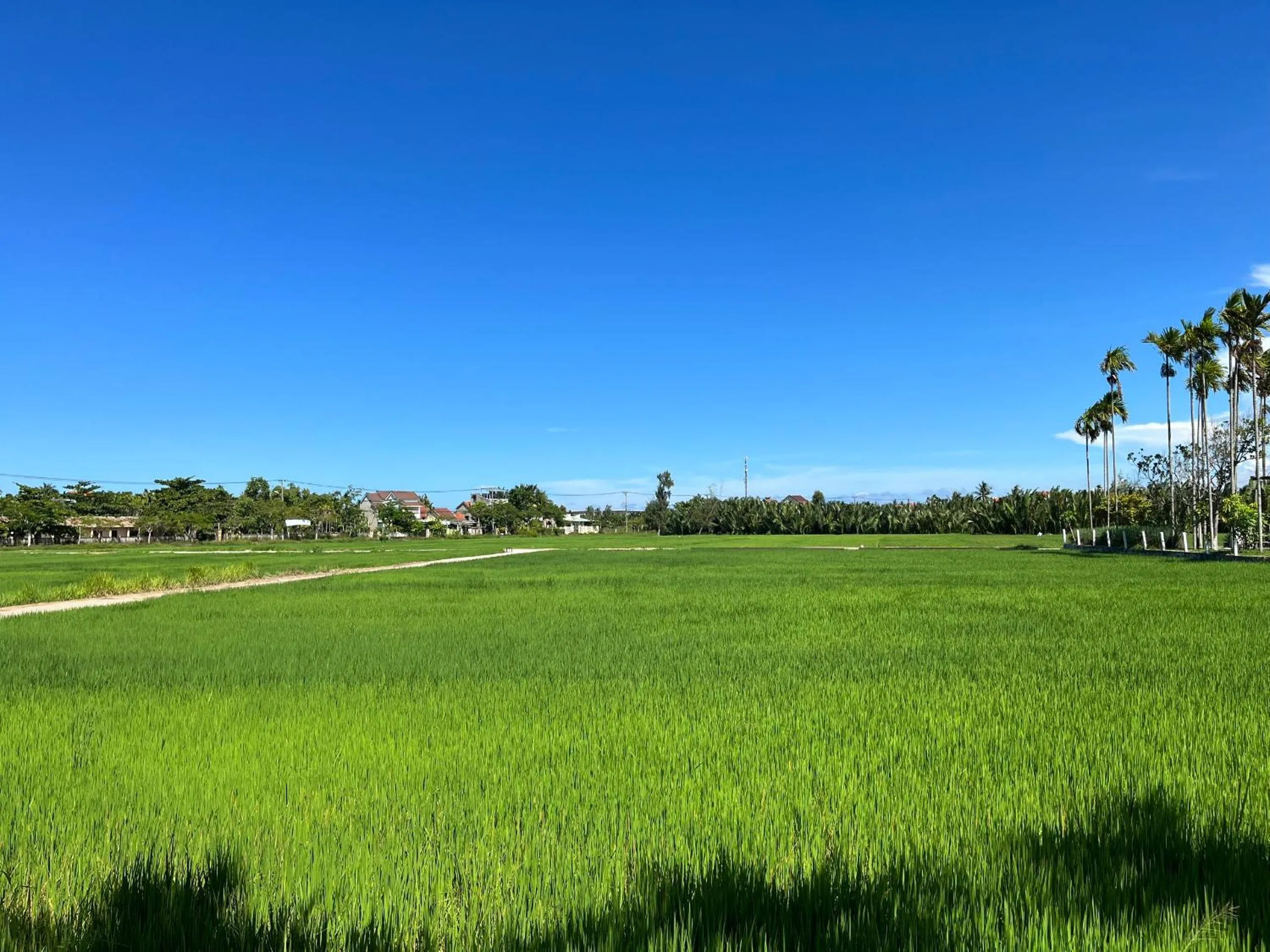 Natural landscape in Chez Mimosa Rice Field Retreat
