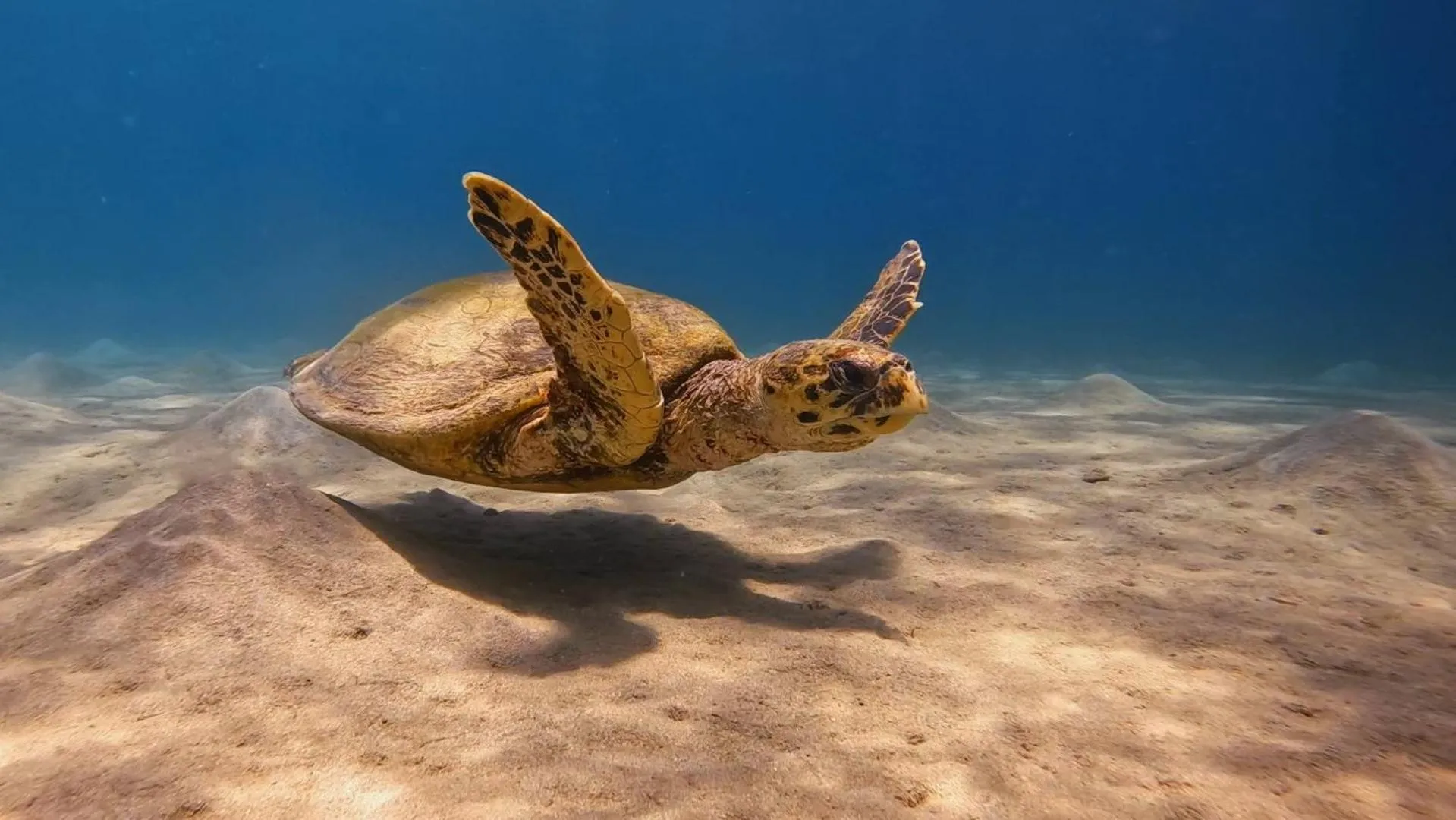 Snorkeling in Star House Hotel