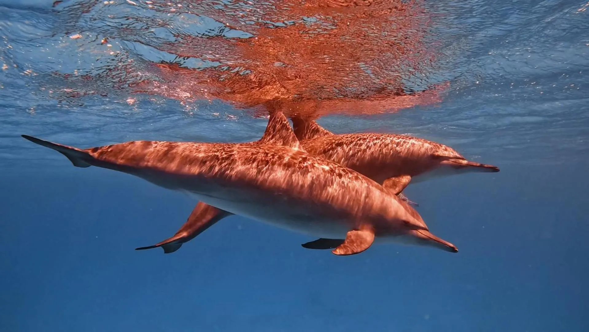 Snorkeling in Star House Hotel