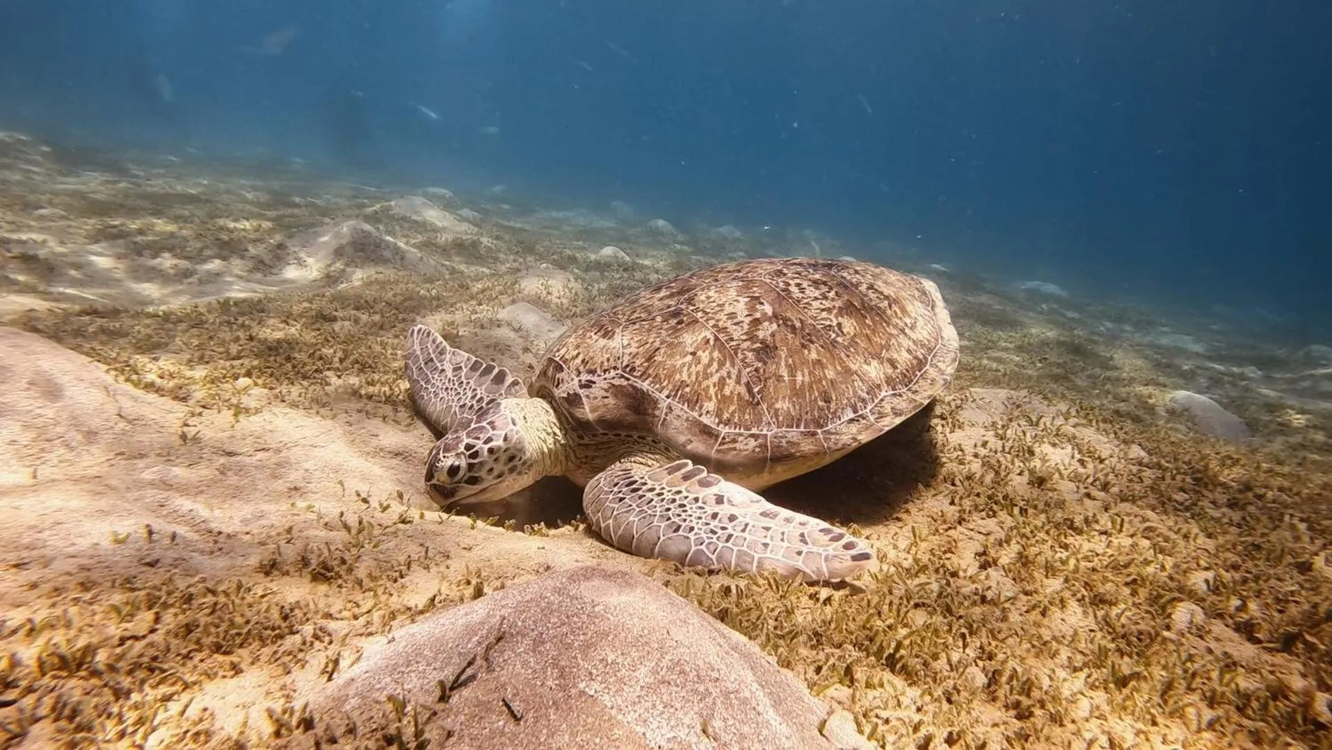 Sports in Star House Hotel