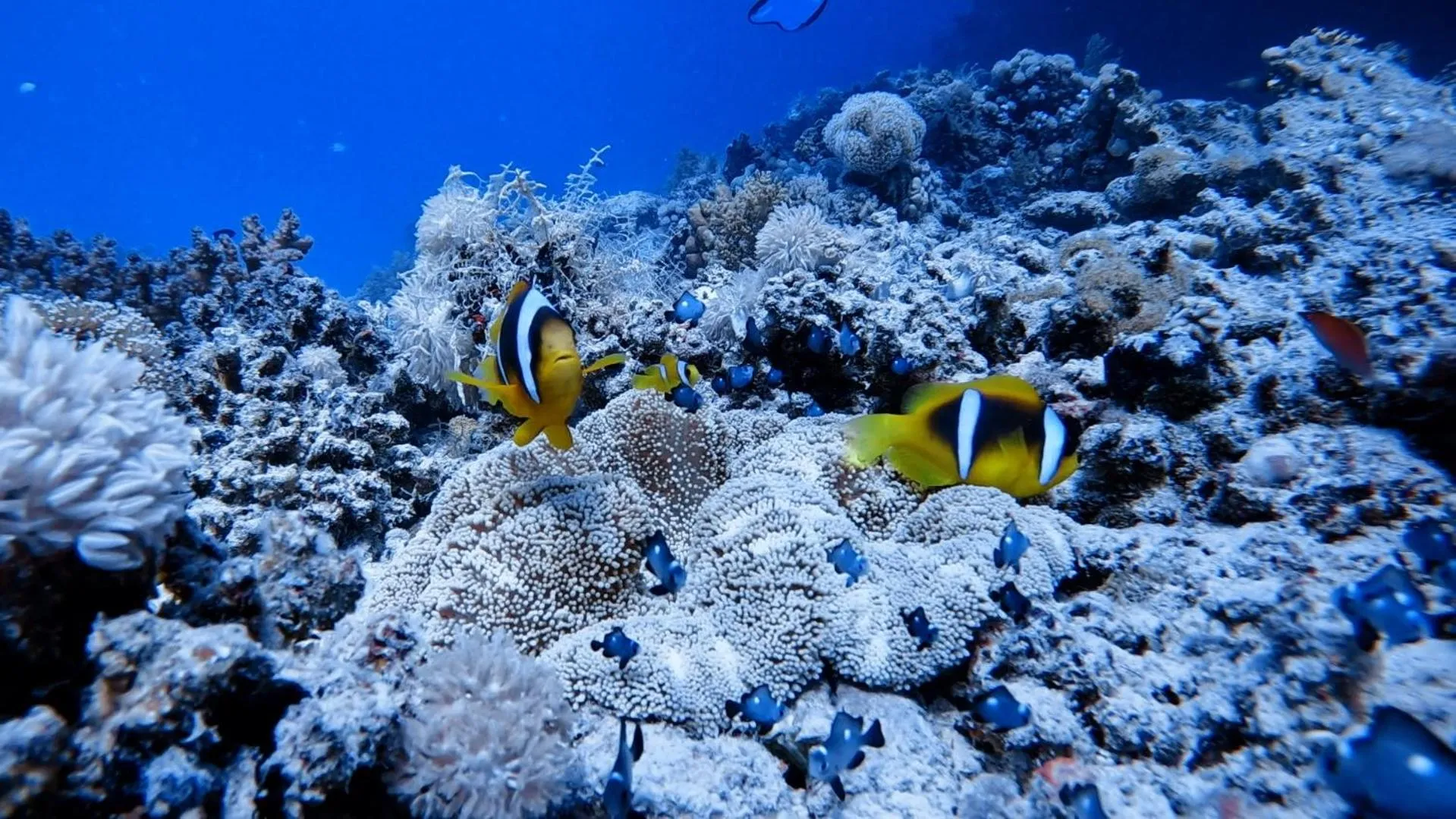 Diving in Star House Hotel