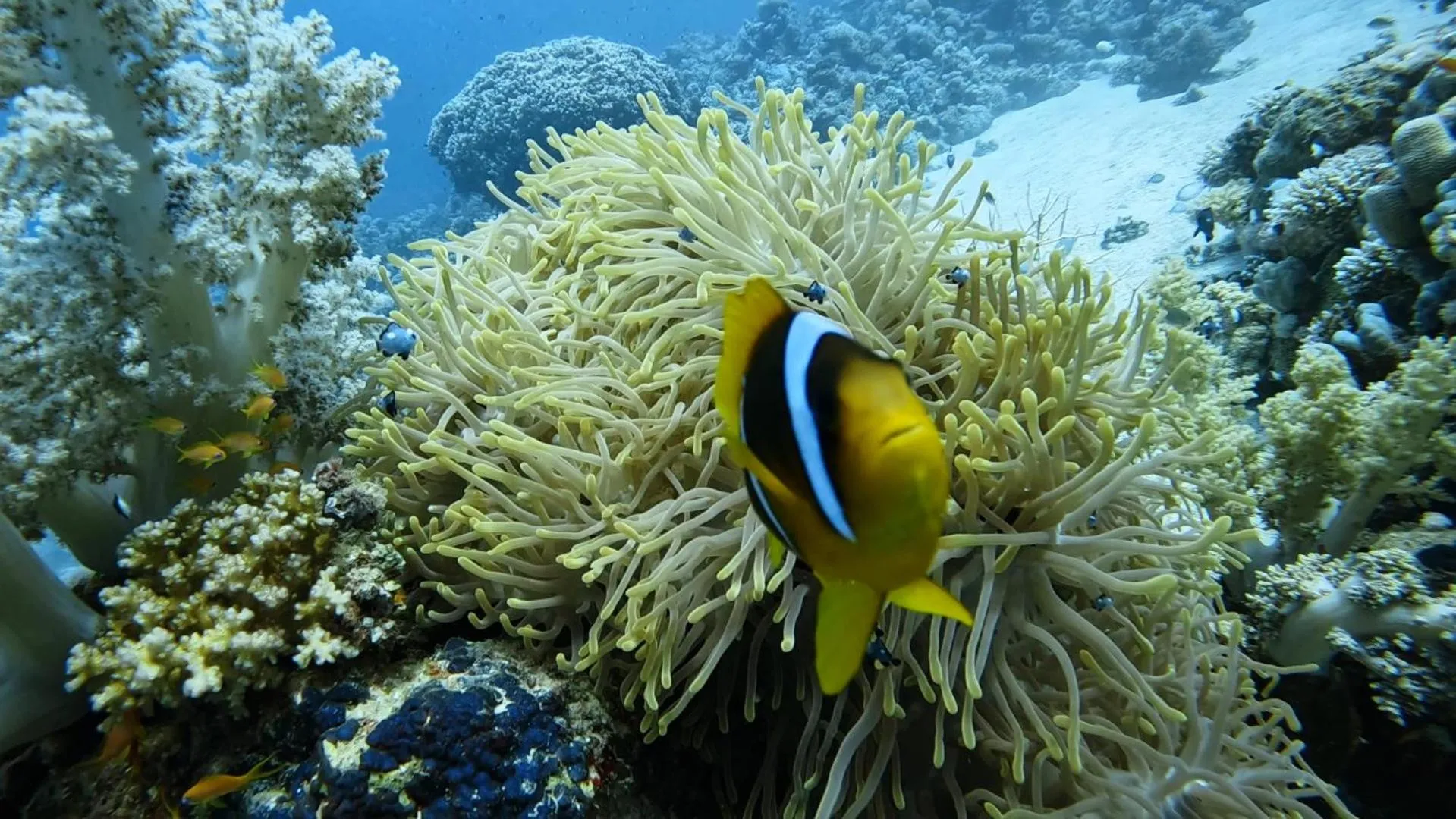 Diving in Star House Hotel