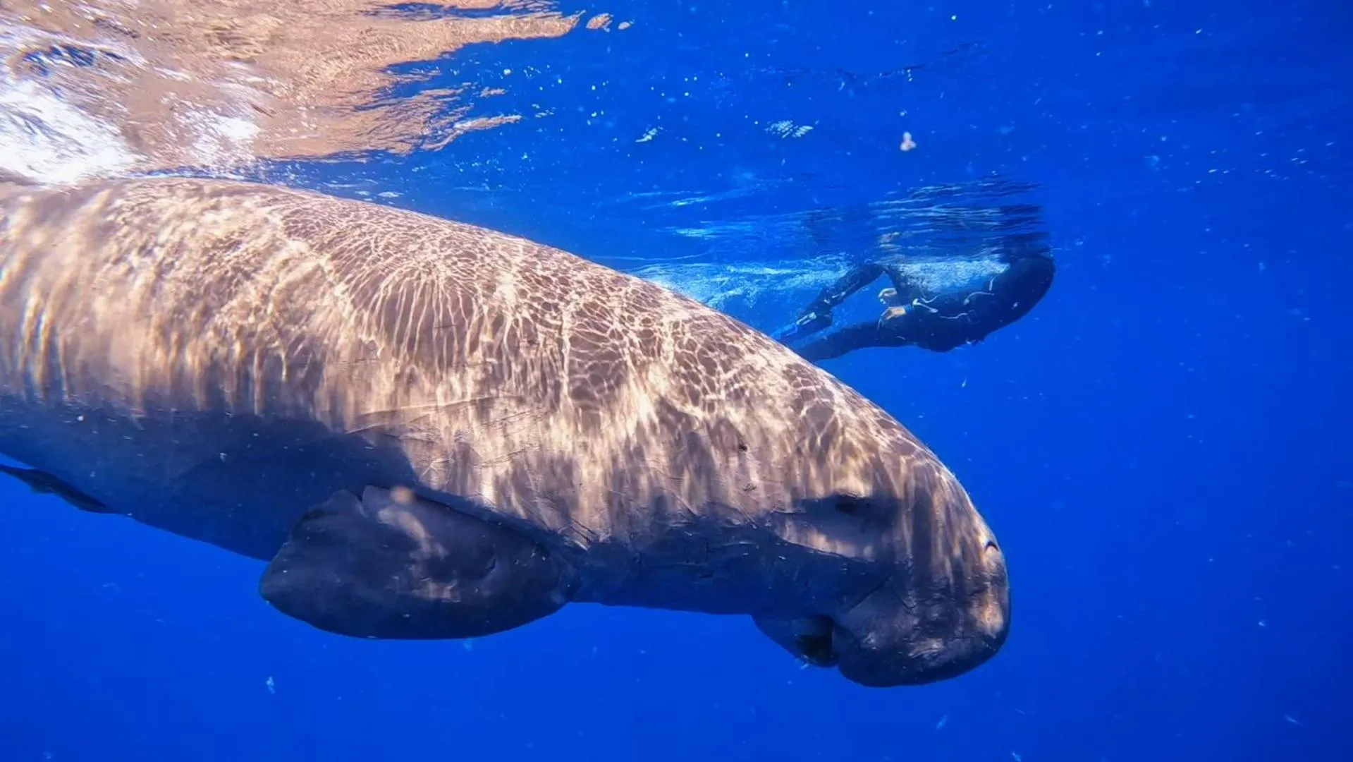 Snorkeling in Star House Hotel
