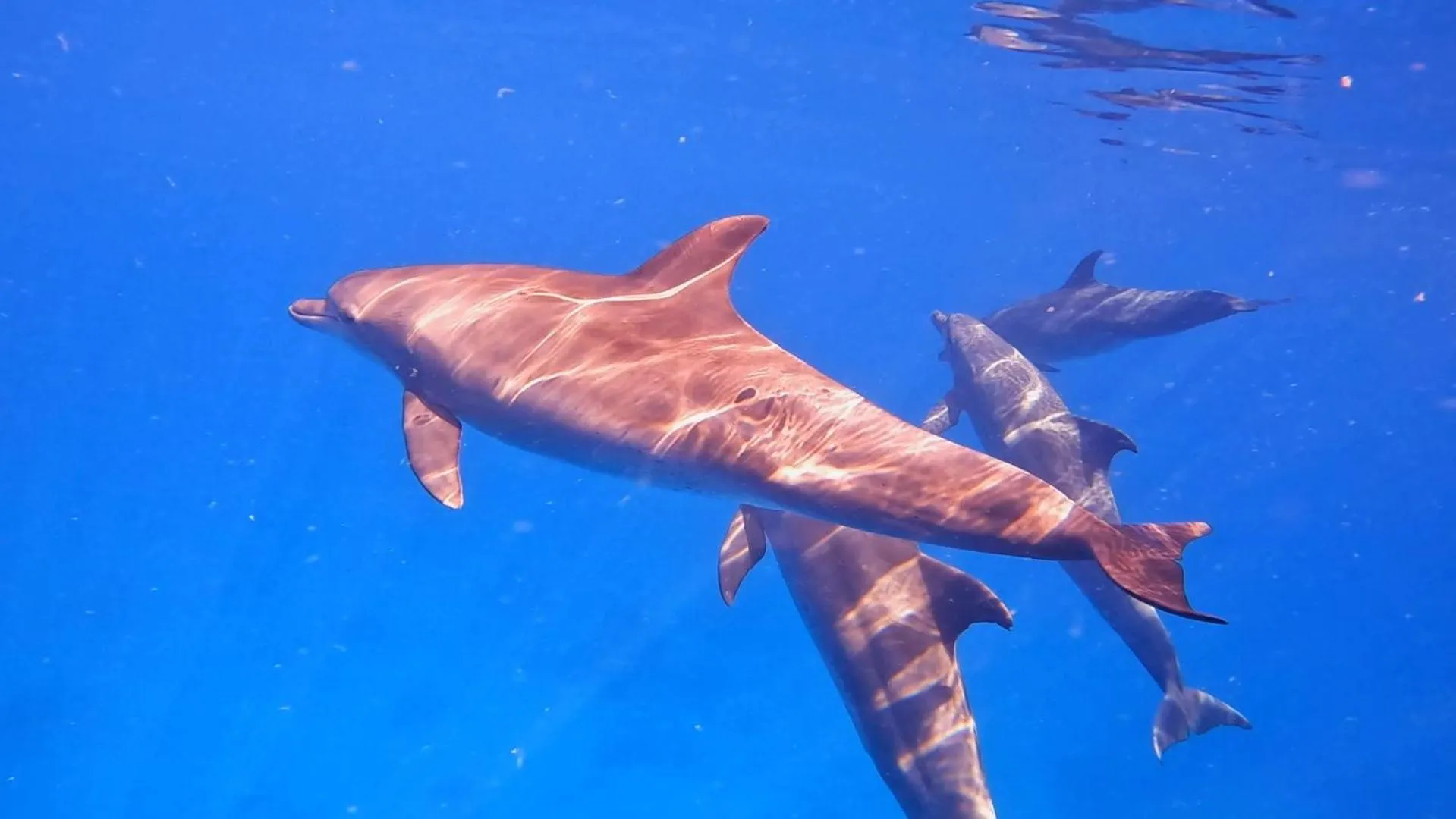 Snorkeling in Star House Hotel