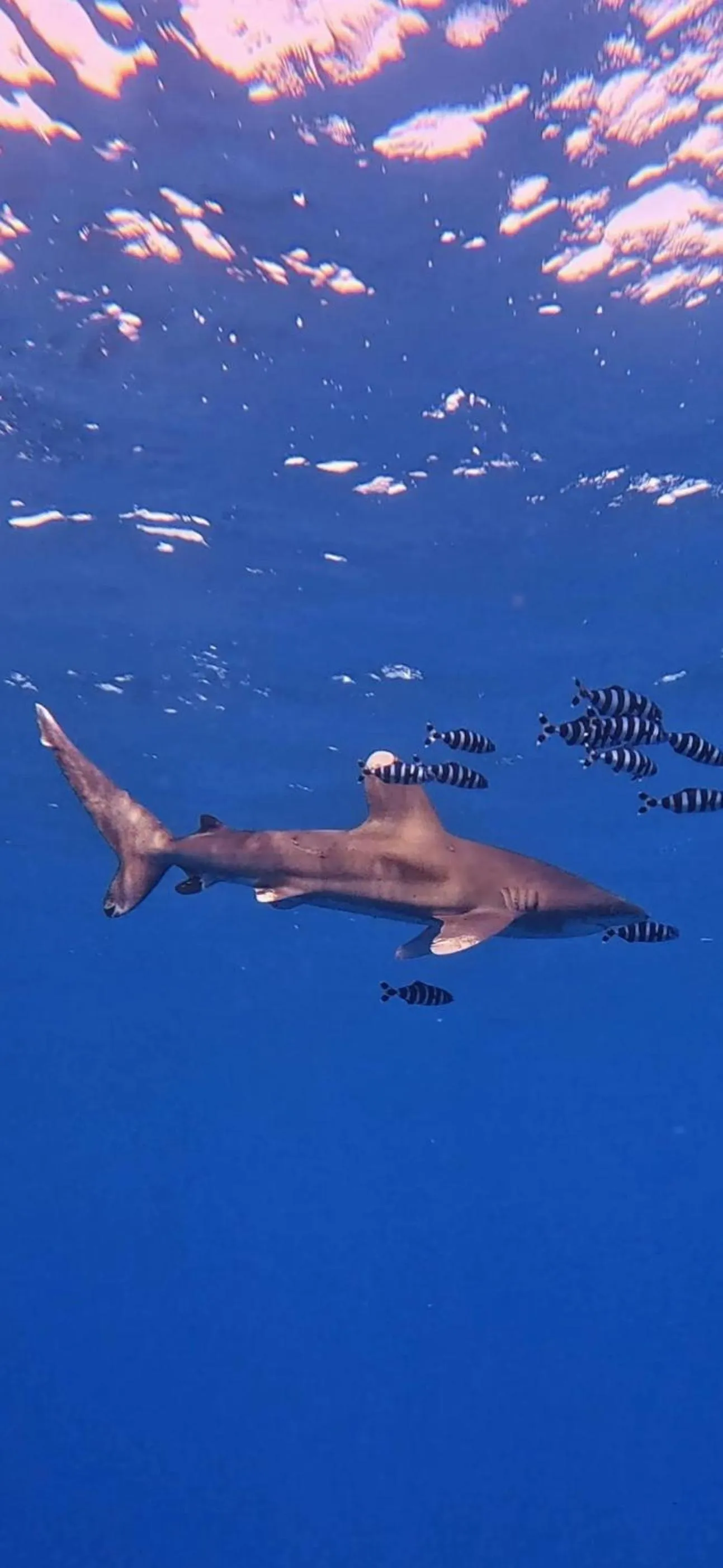 Sports in Star House Hotel