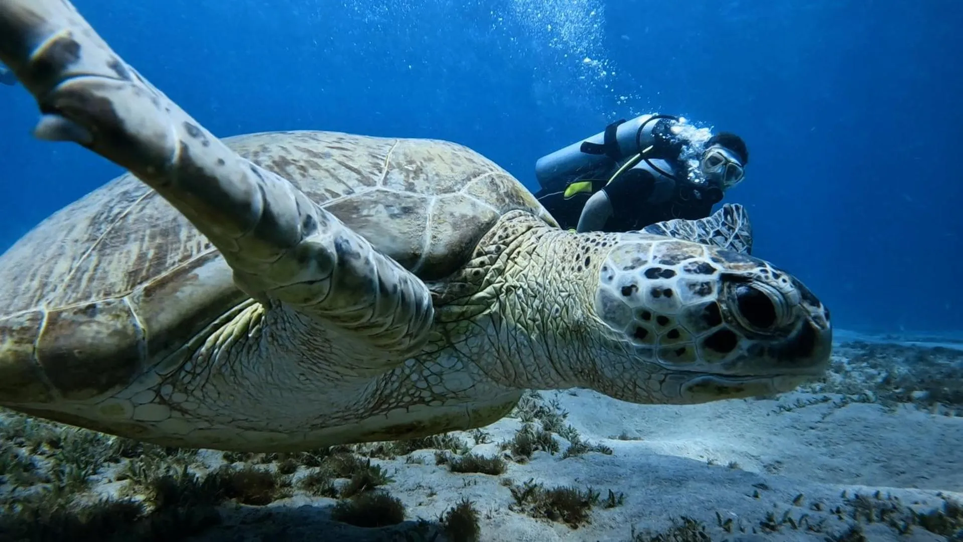 Diving in Star House Hotel