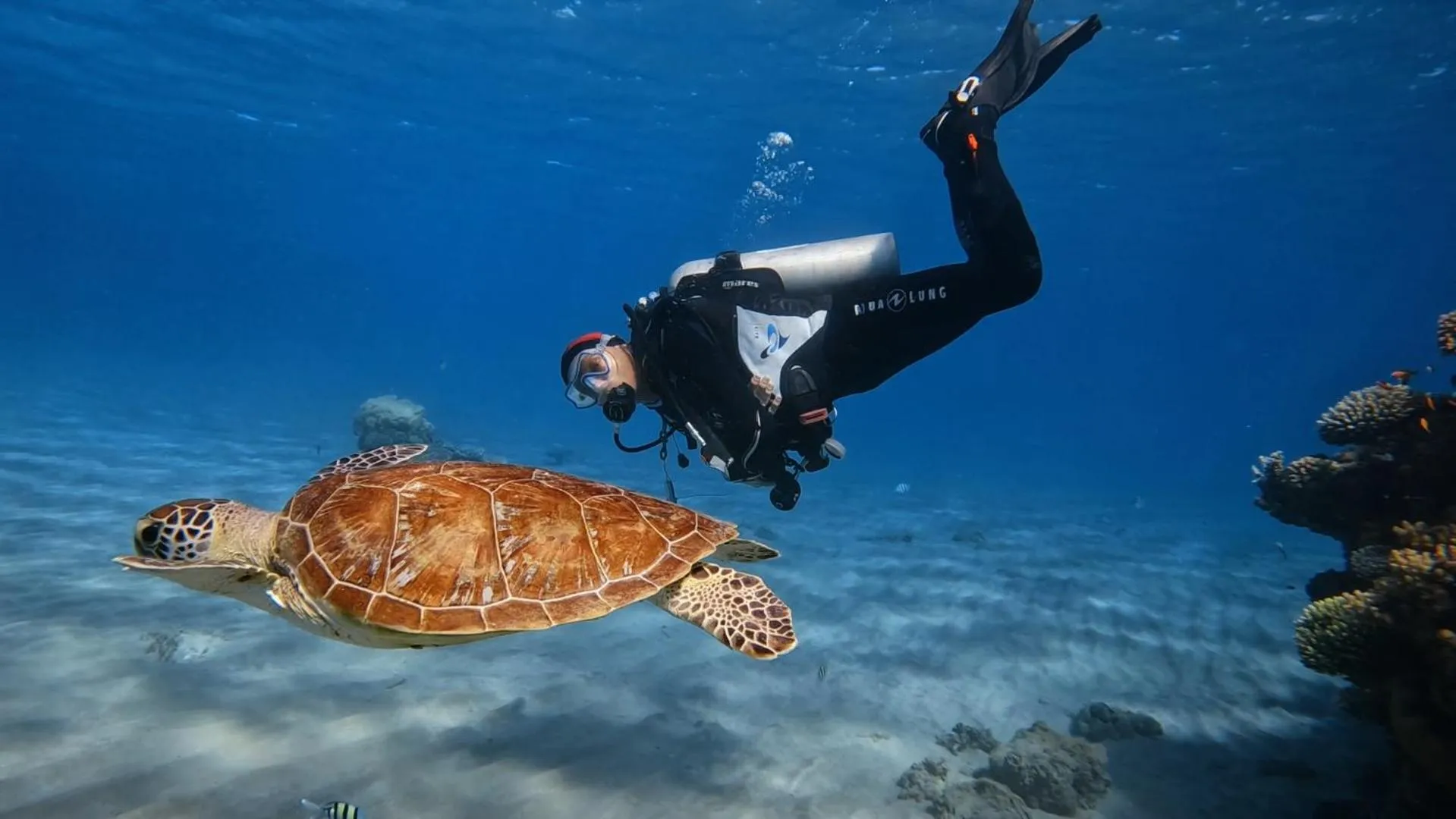 Diving in Star House Hotel