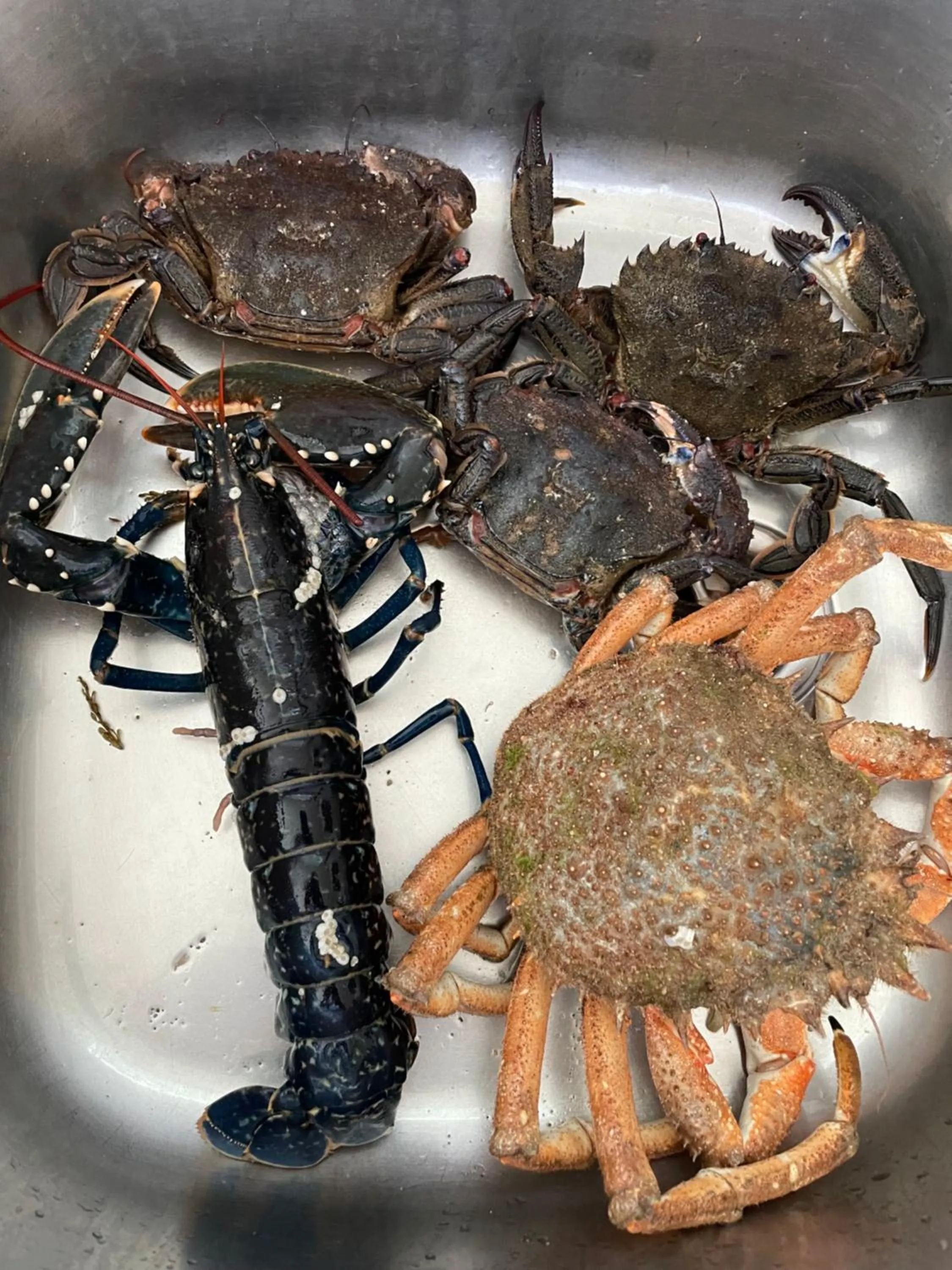 Off site, Other Animals in Gites le Rucher de Kerillis