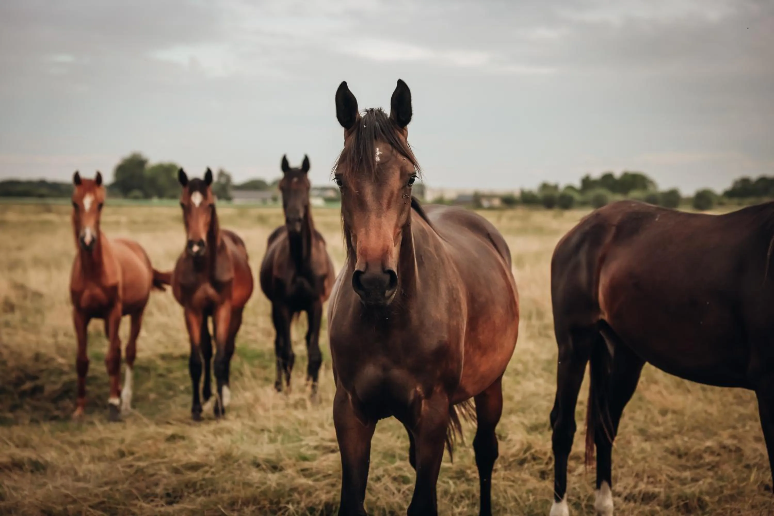Area and facilities in Hajé Nieuwegein