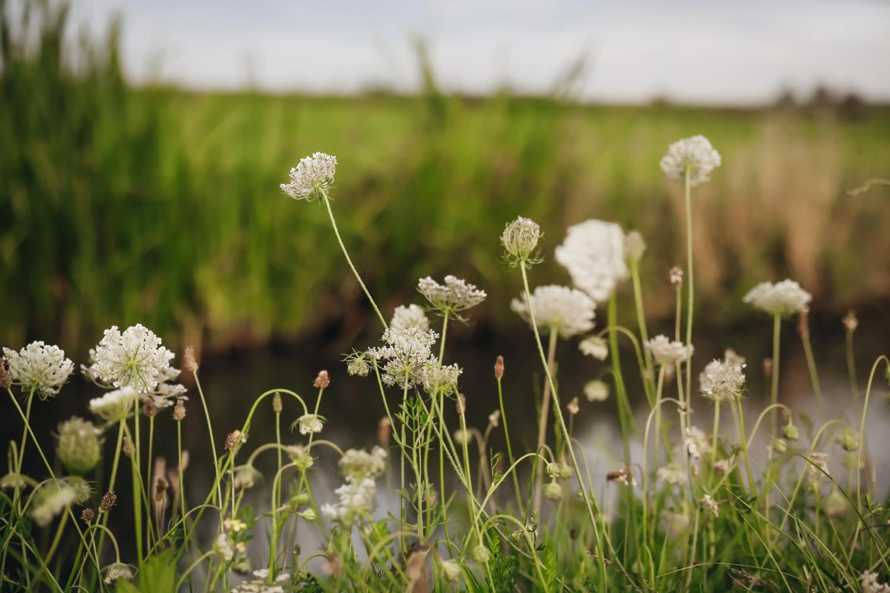 Area and facilities in Hajé Nieuwegein