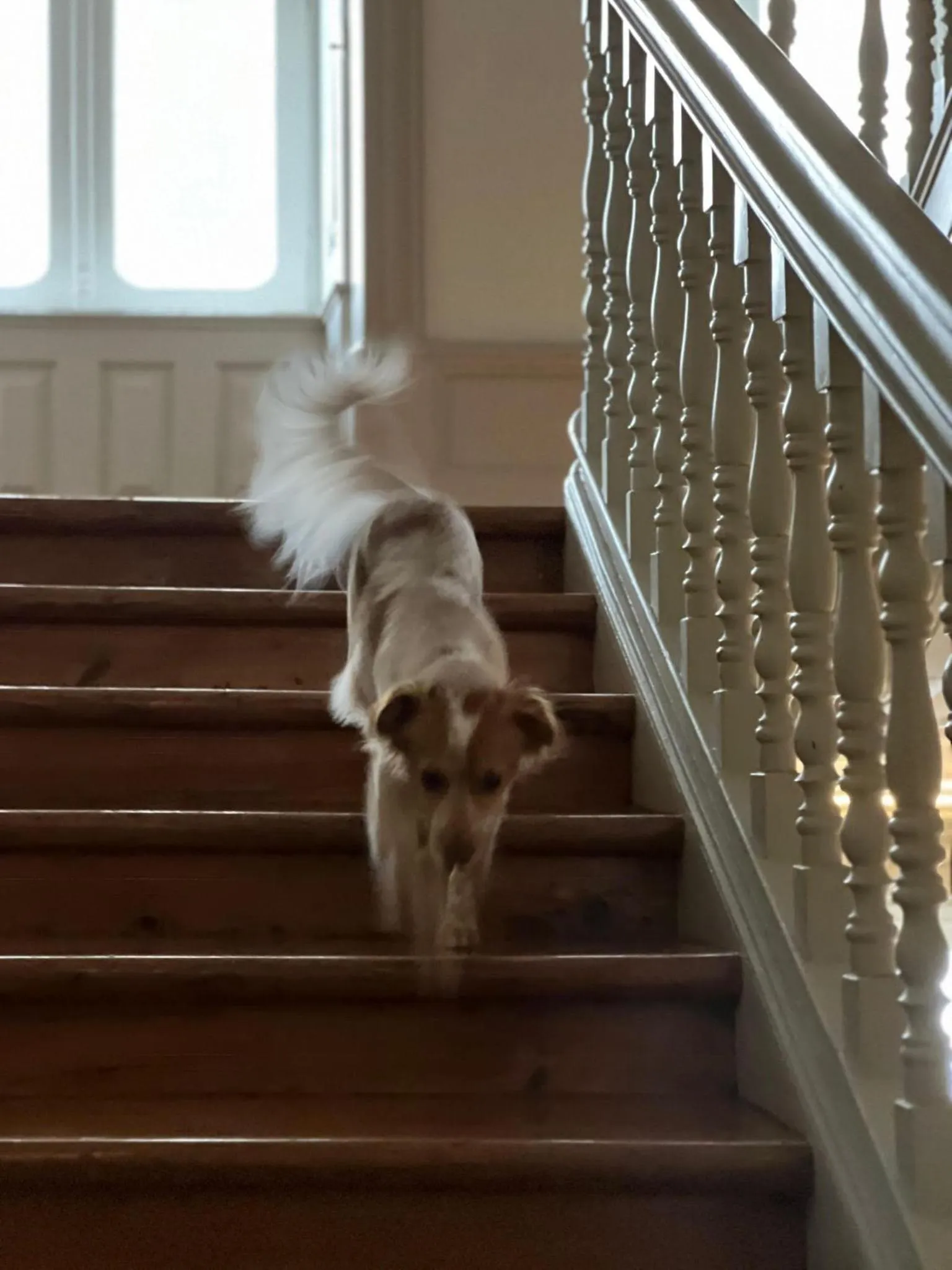 Pets in Serenata Hotel & Hostel Coimbra