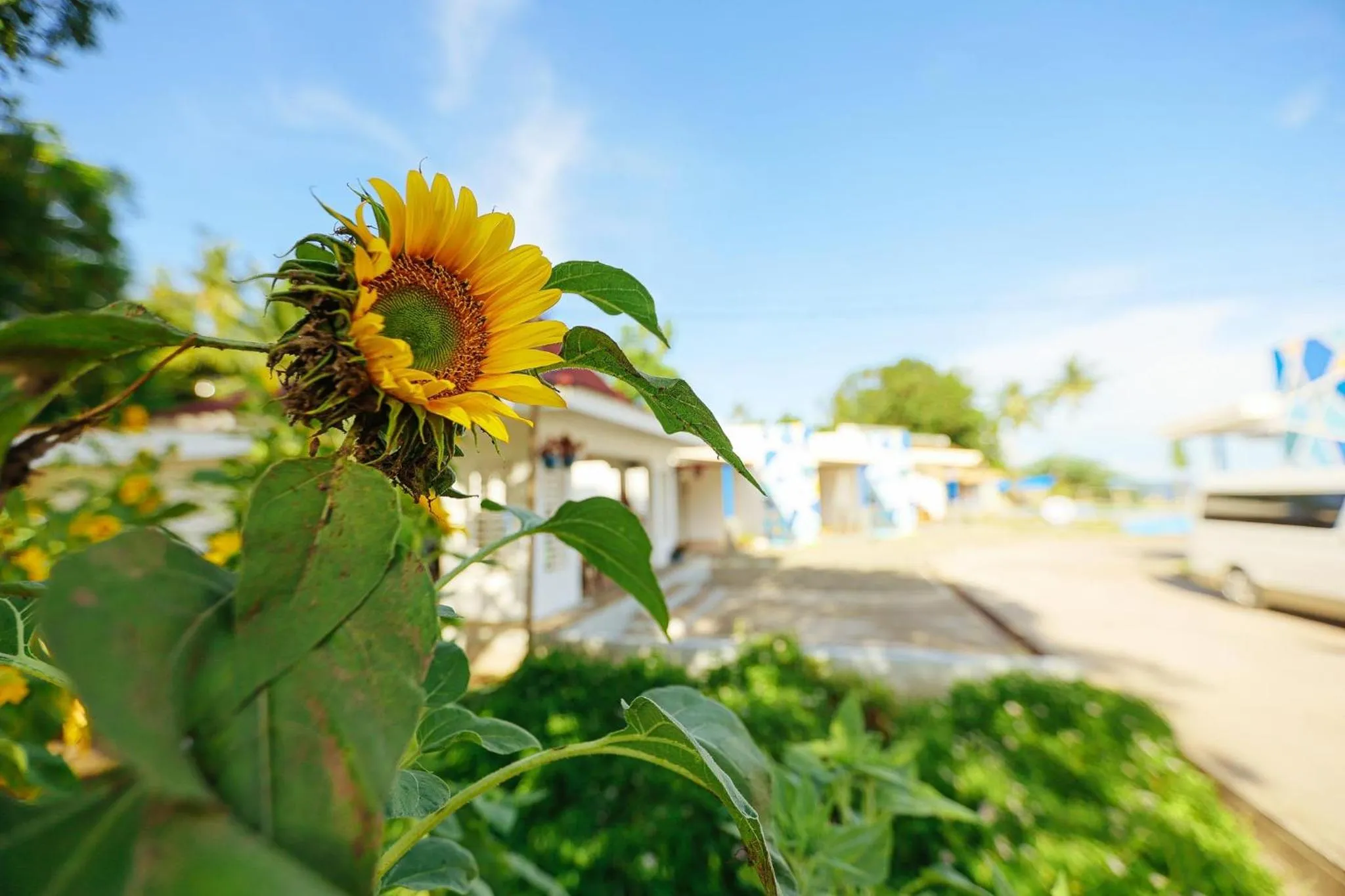 Spring in B Ternate Resort