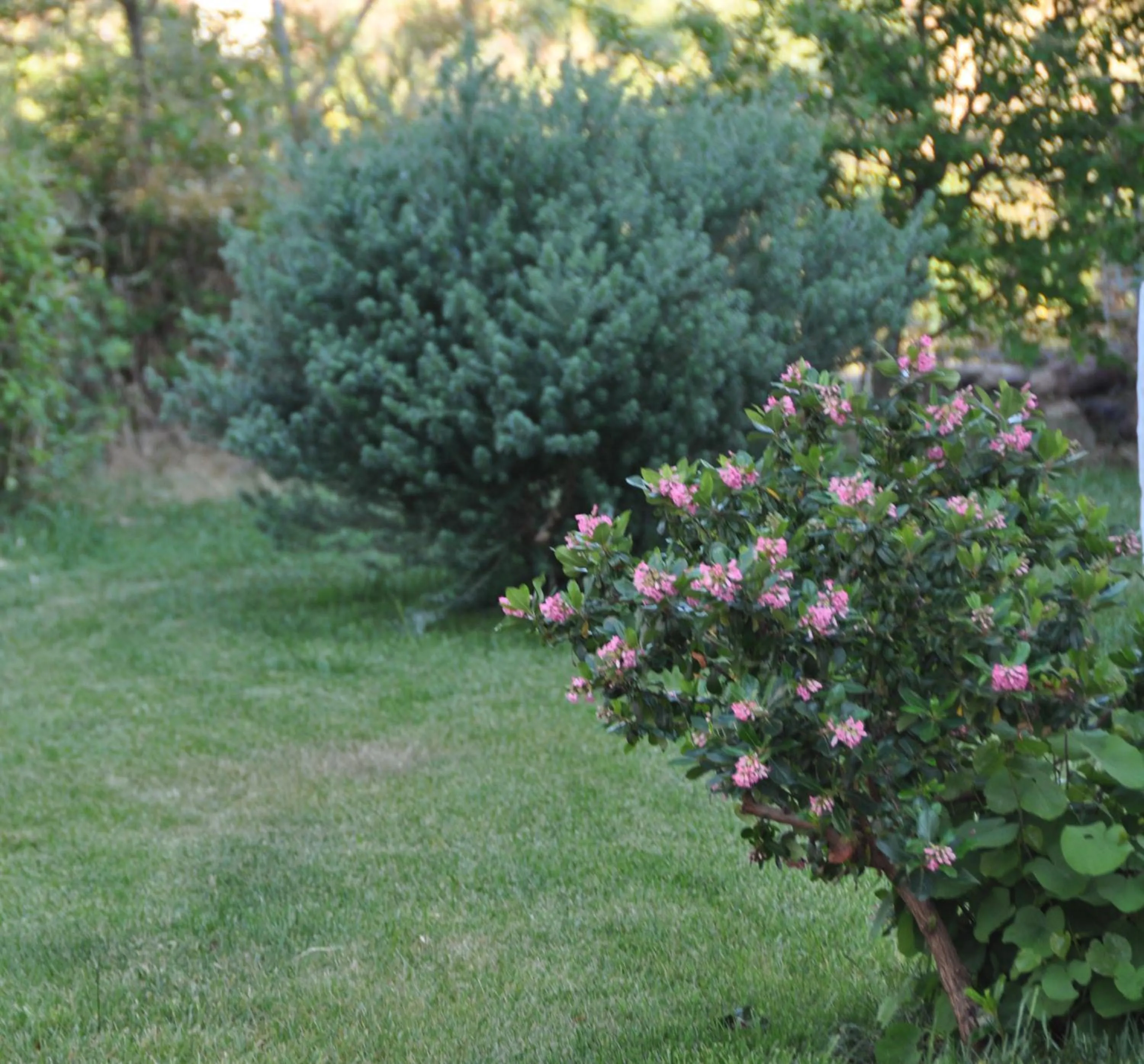 Garden in Resort Fior di Sardegna