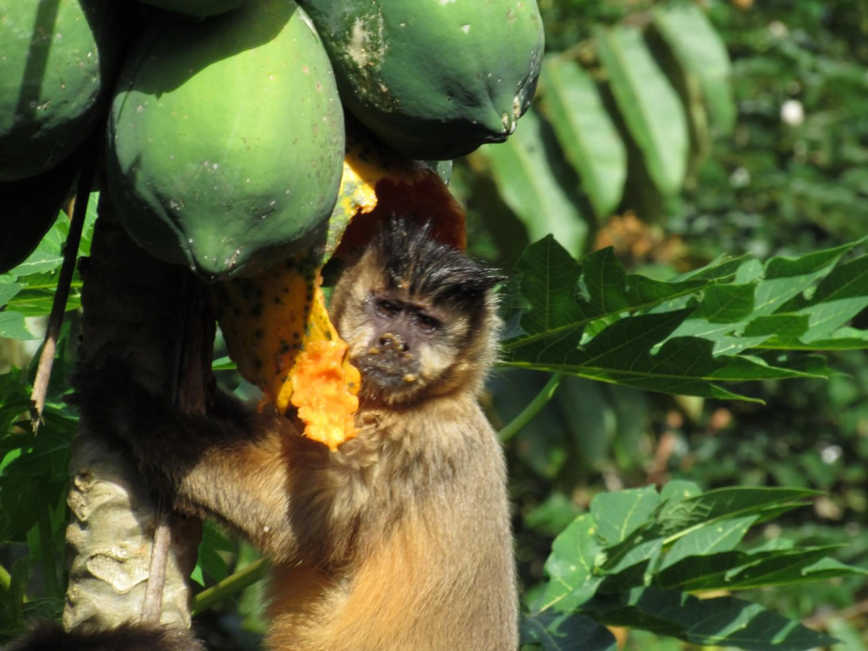 Hiking in Cantos da Mata