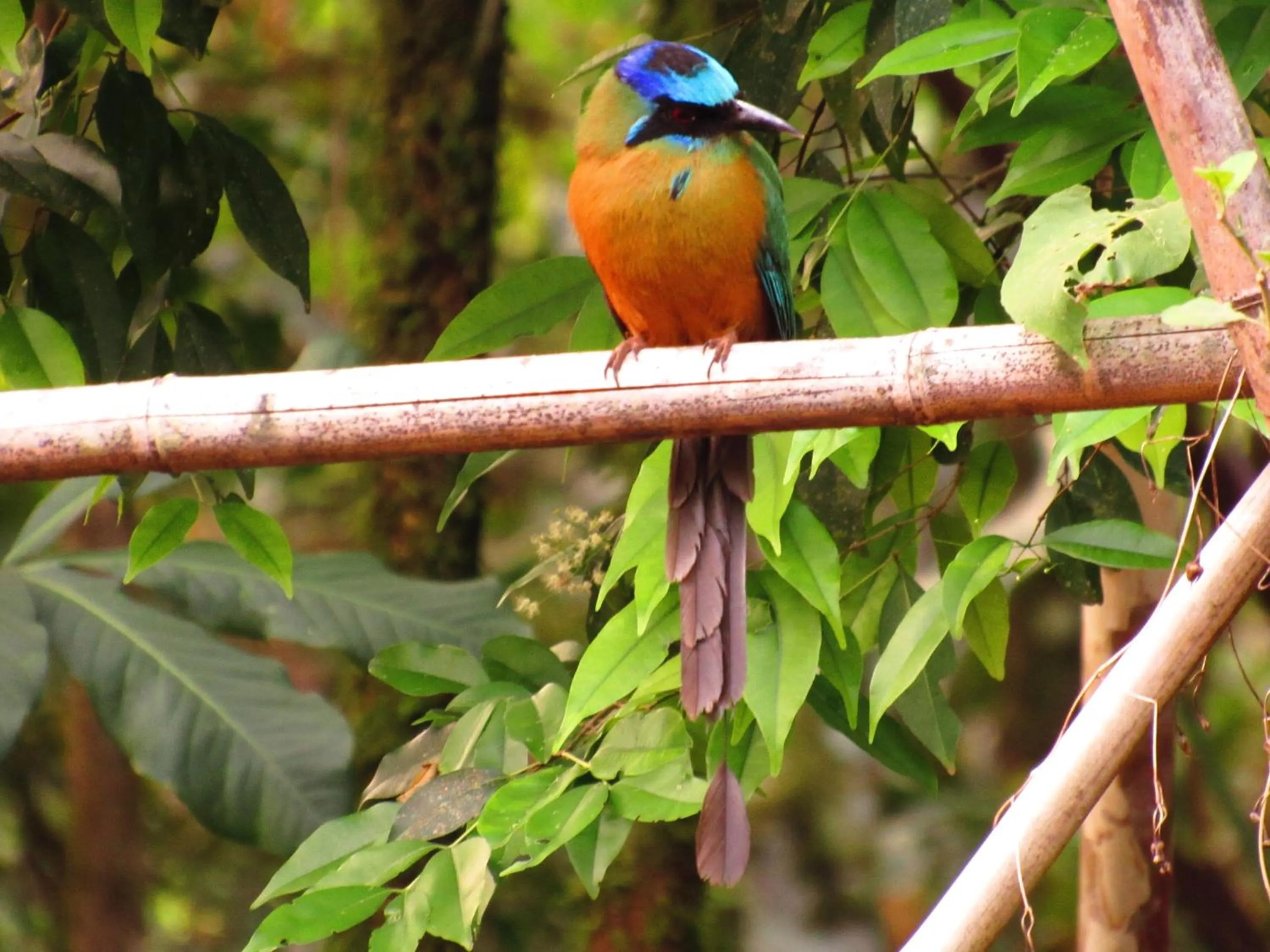 Hiking in Cantos da Mata