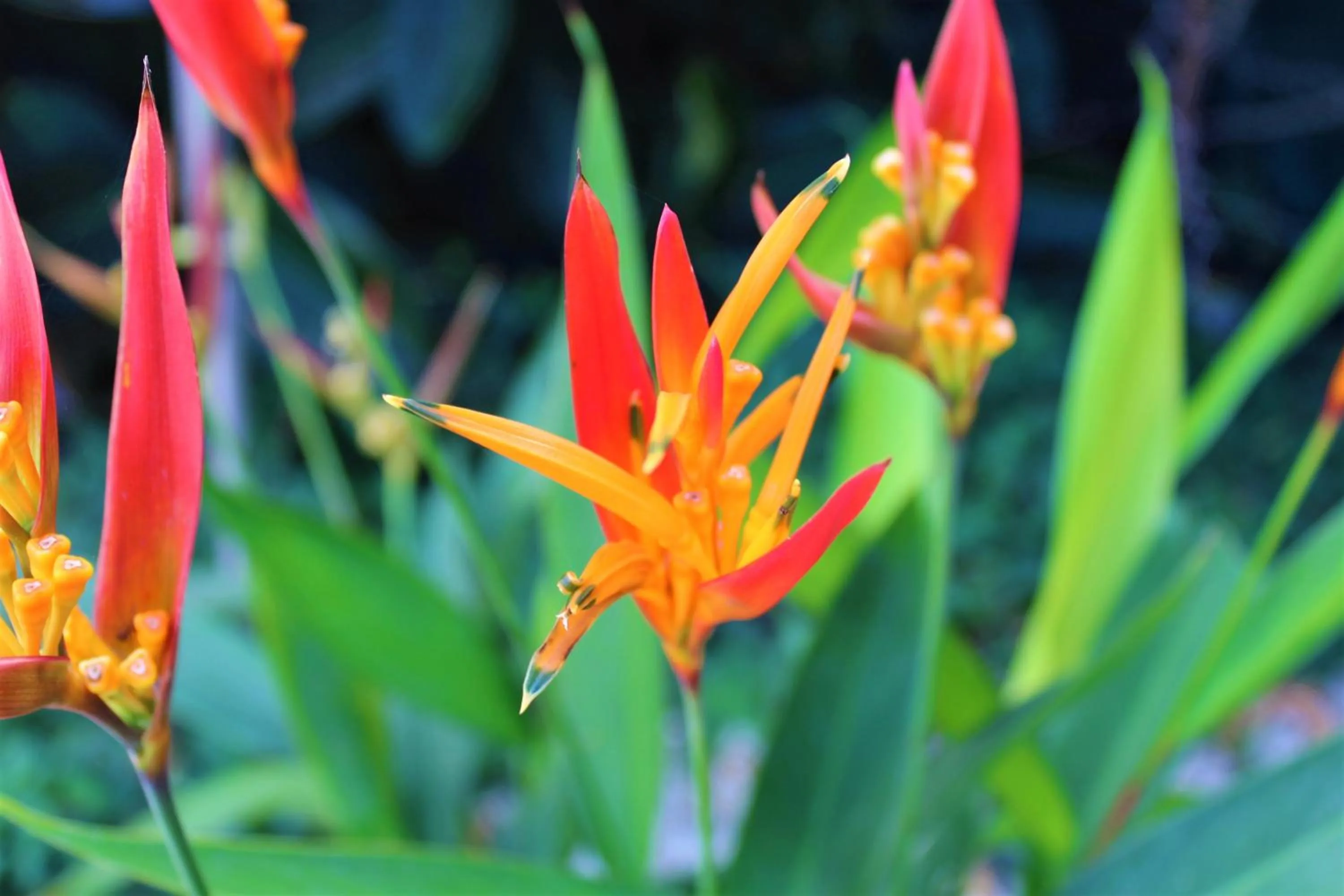 Garden in Toro Blanco