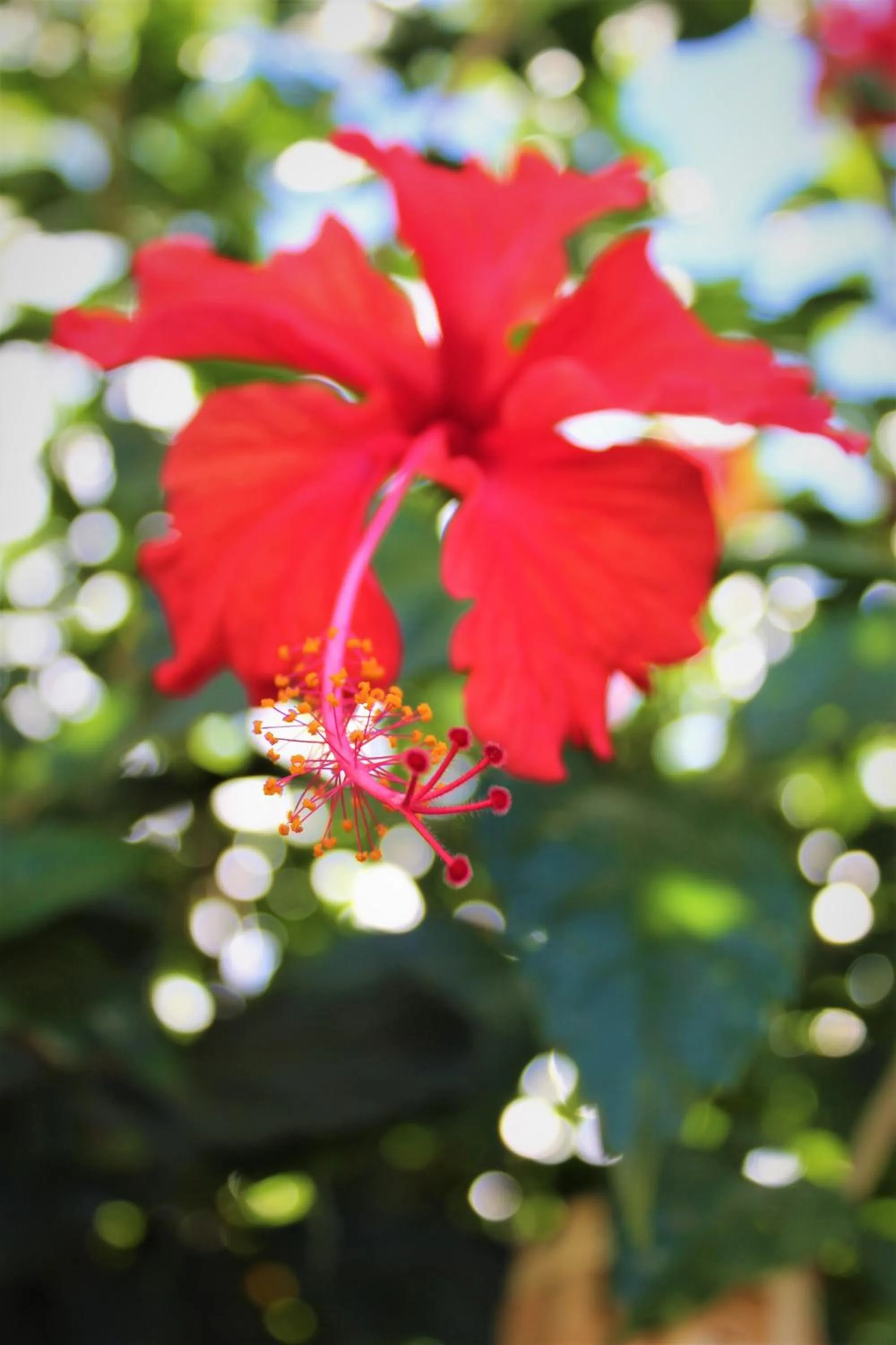 Garden in Toro Blanco