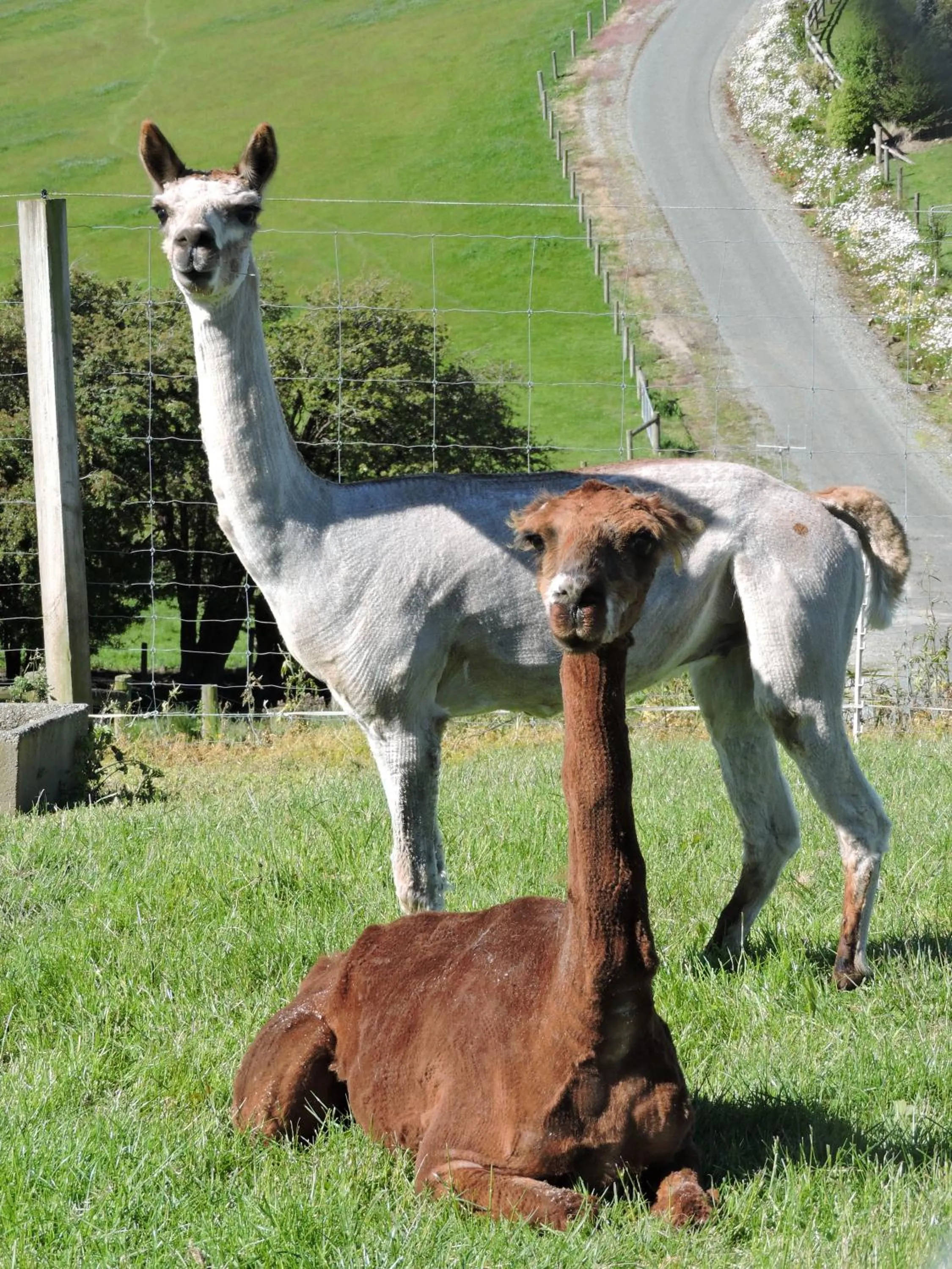 Pets in The Reservation B&B