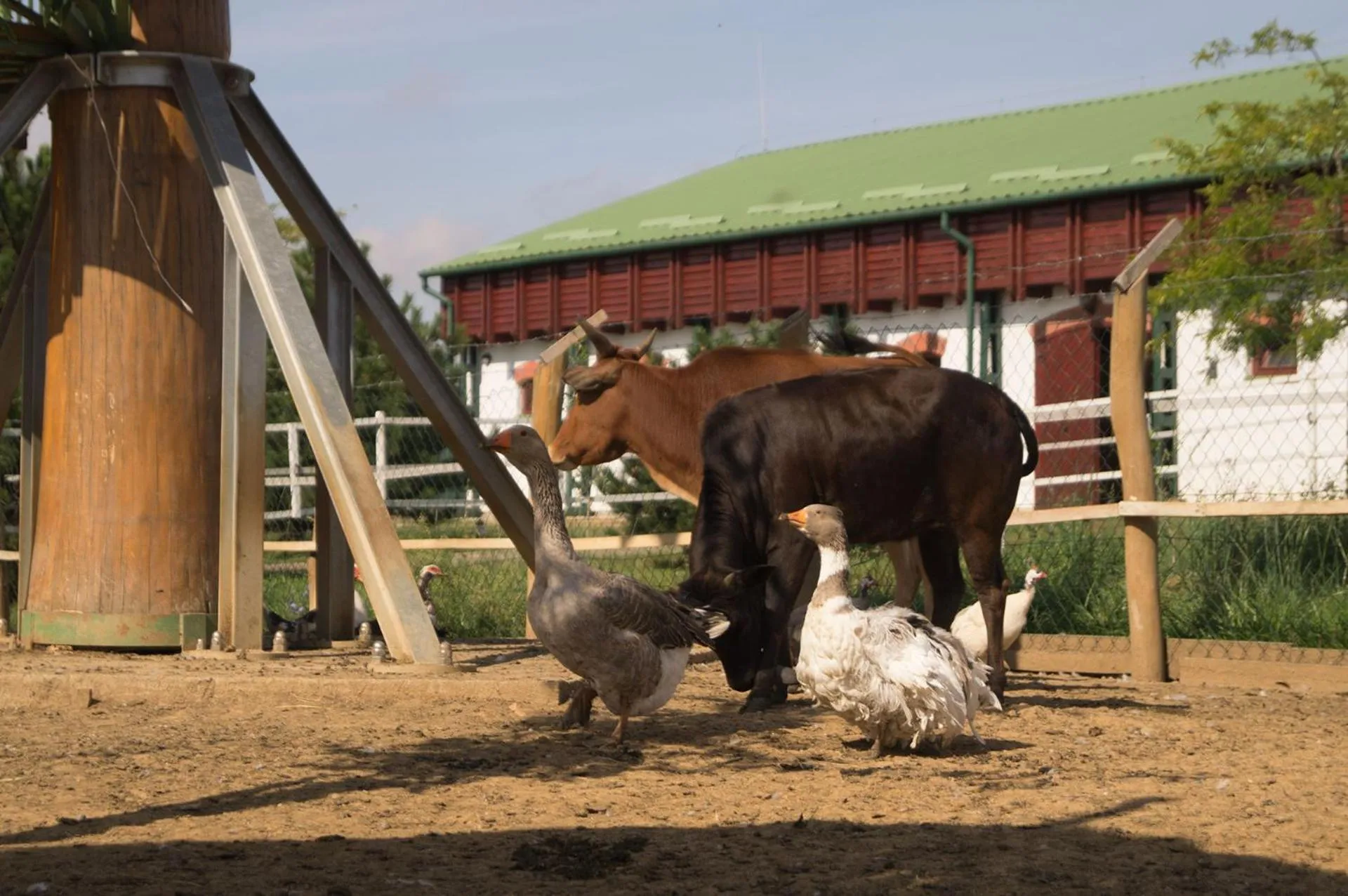 Animals in Hotel Vécsecity