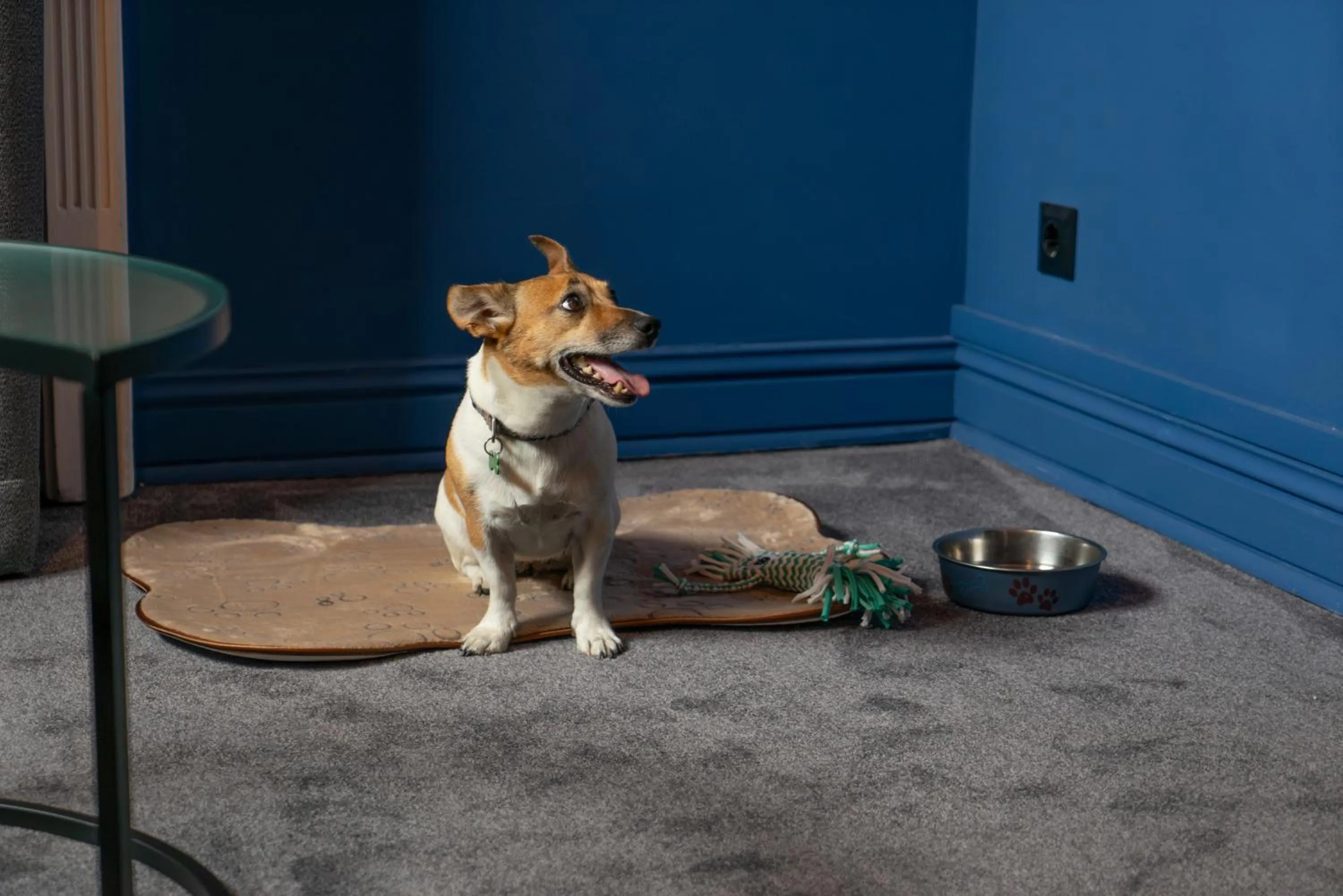 Pets in Maria Luisa by INTROVERT HOTELS