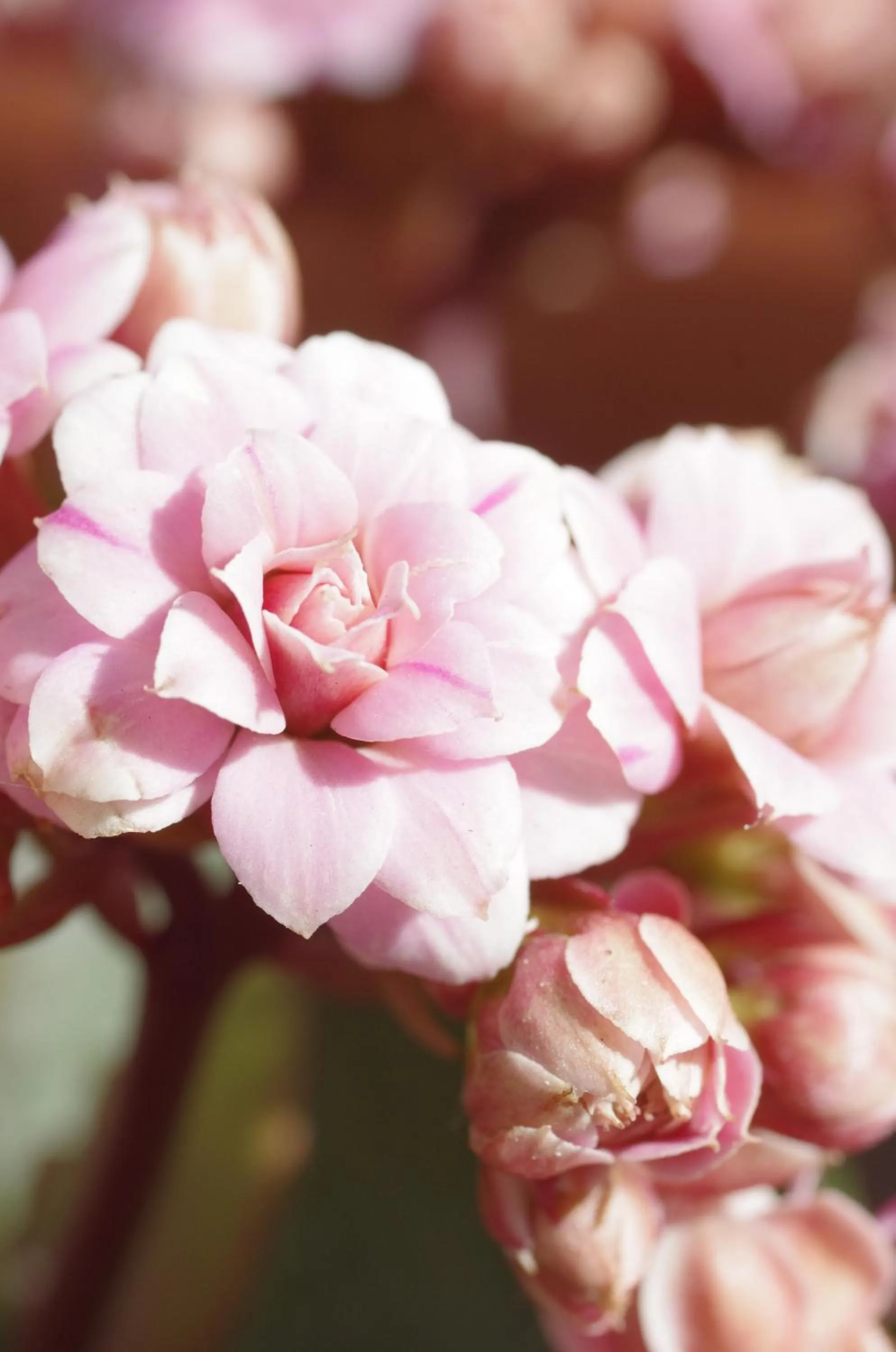 Garden in B&B dai Carari