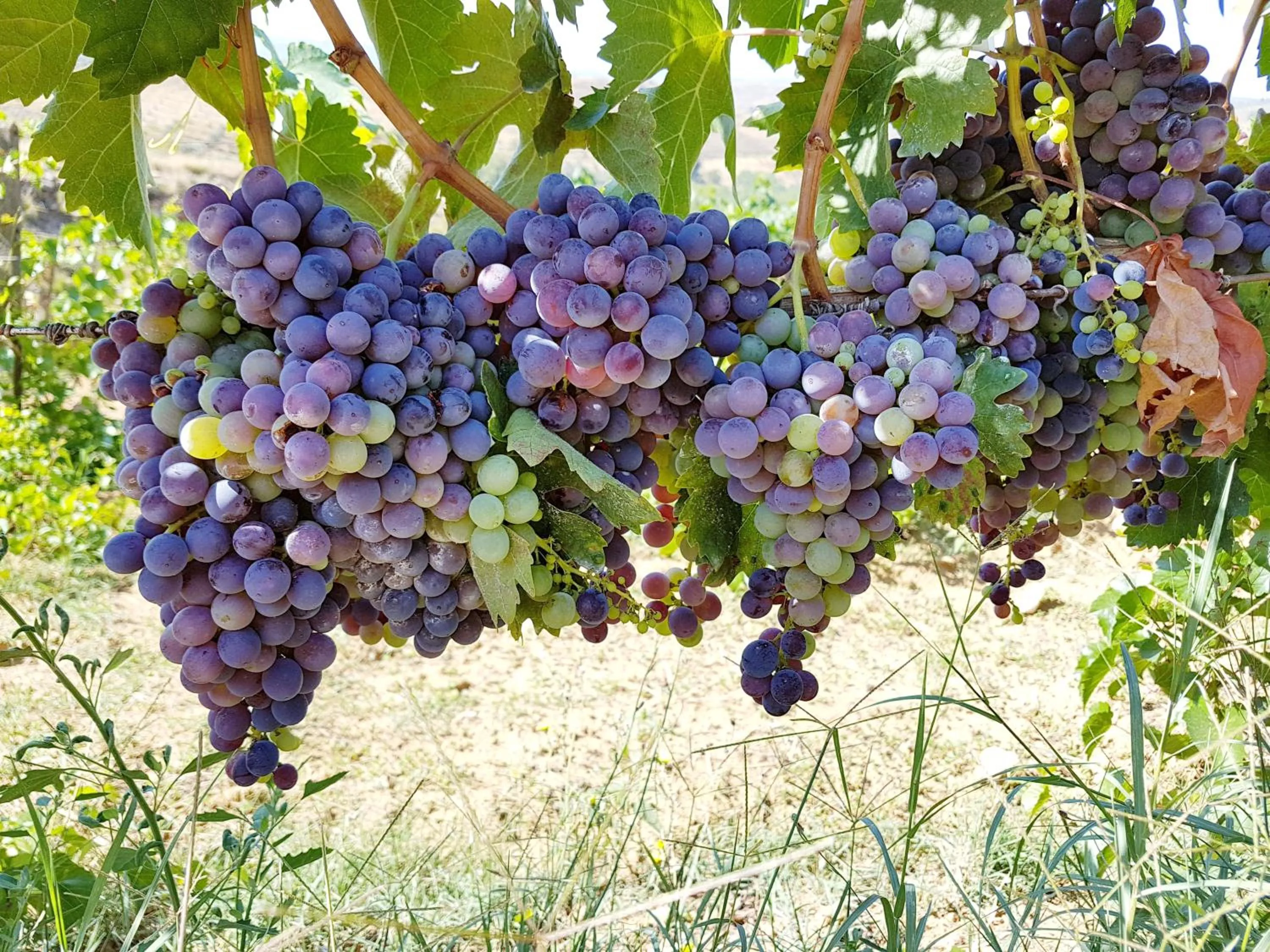 Agriturismo Il Drago