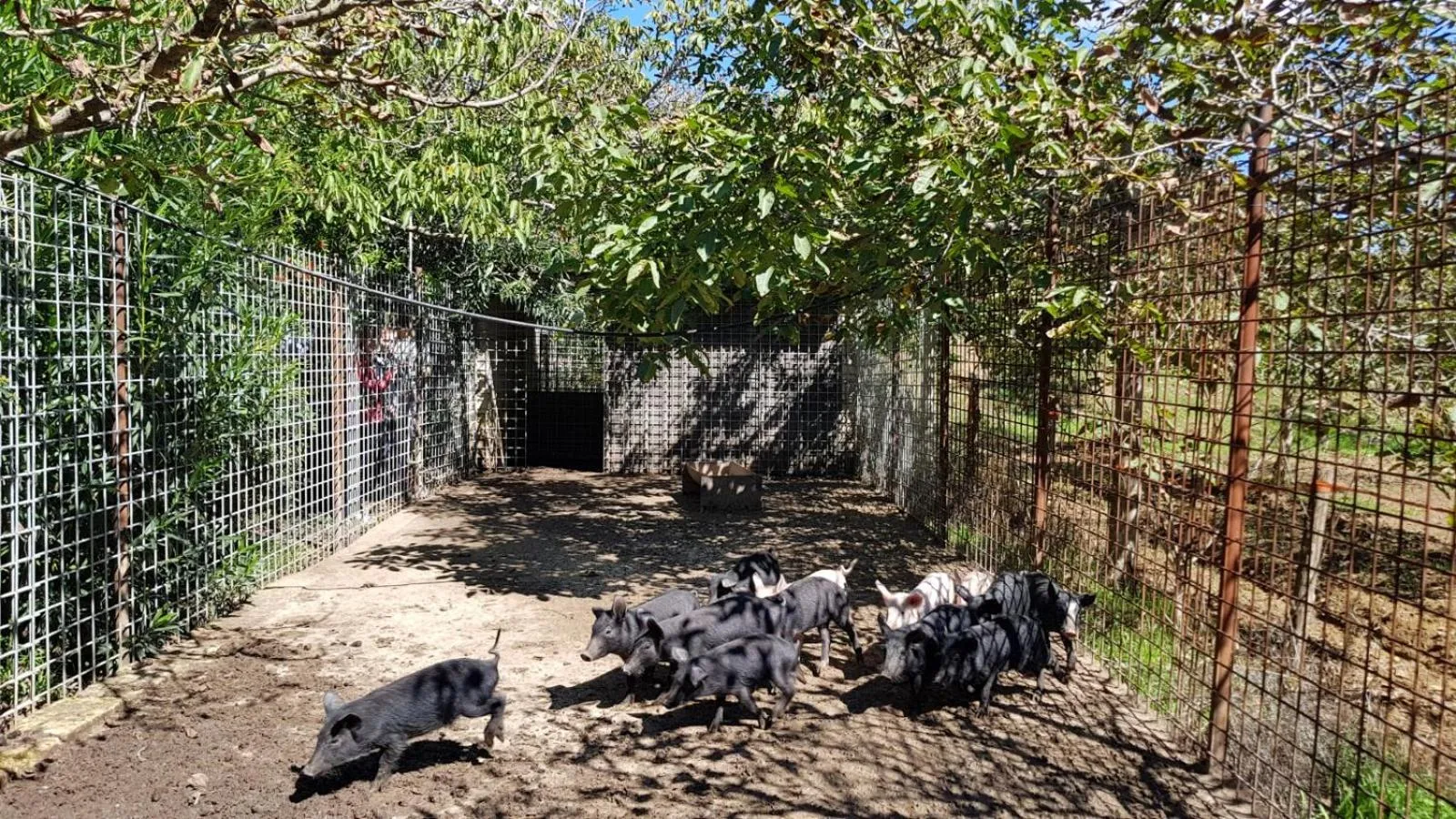 Animals in Agriturismo Il Drago