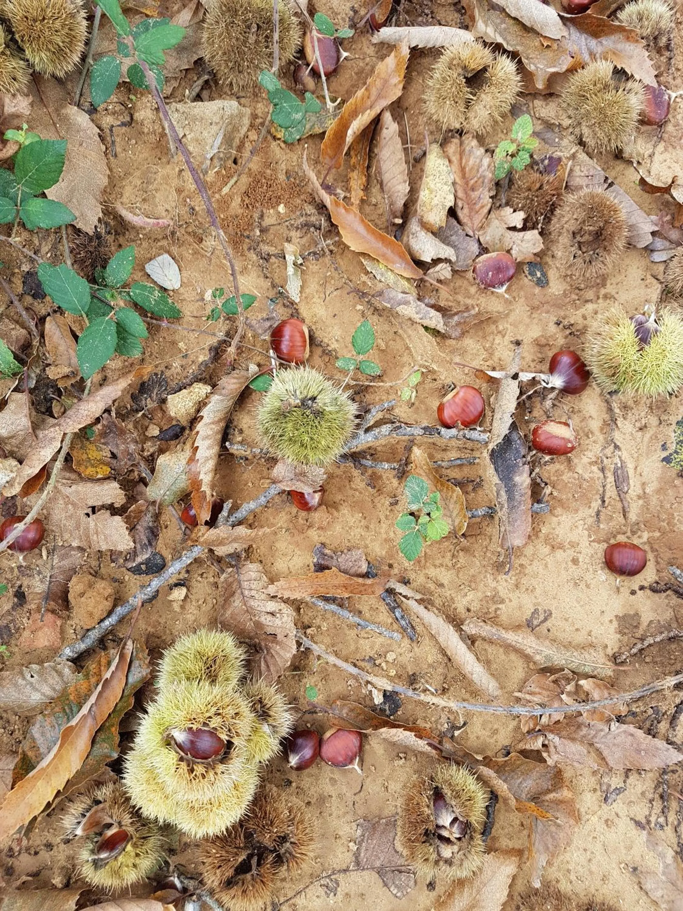 Agriturismo Il Drago