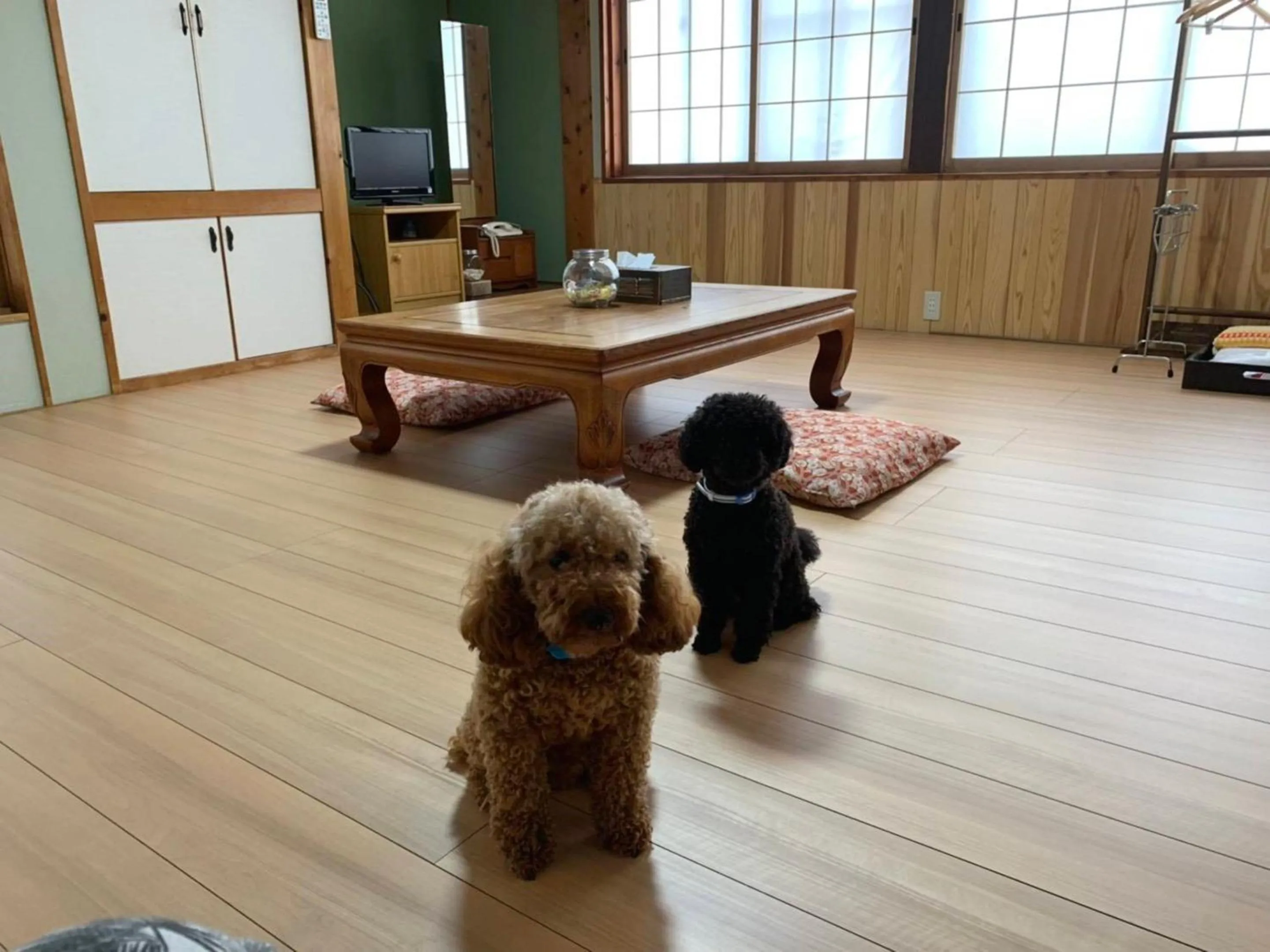 Pets in Oyado Yunosato